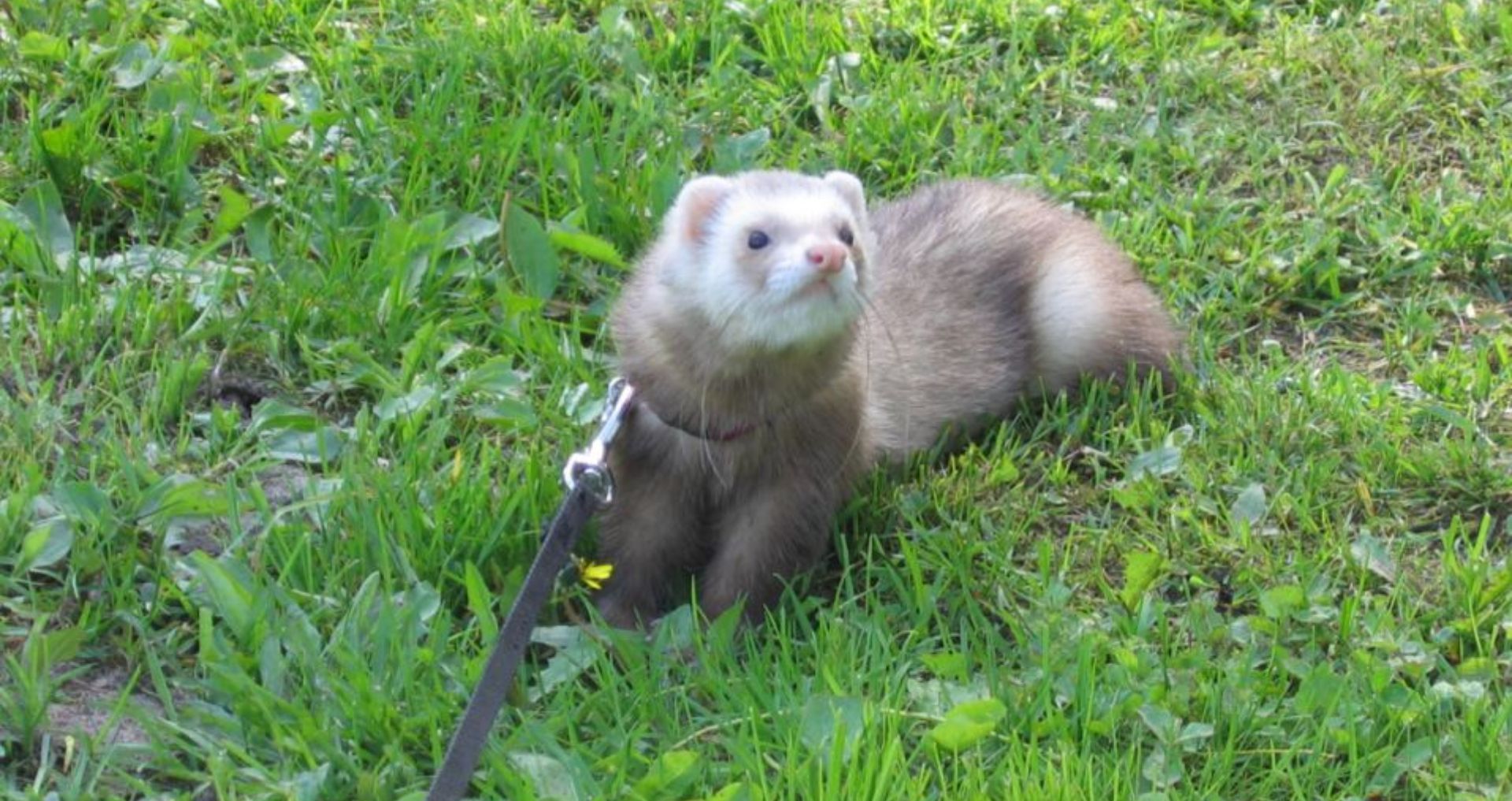 Fret aan een tuigje en lijn in het gras als voorbeeld van veilige uitrusting voor gecontroleerd buitenverblijf