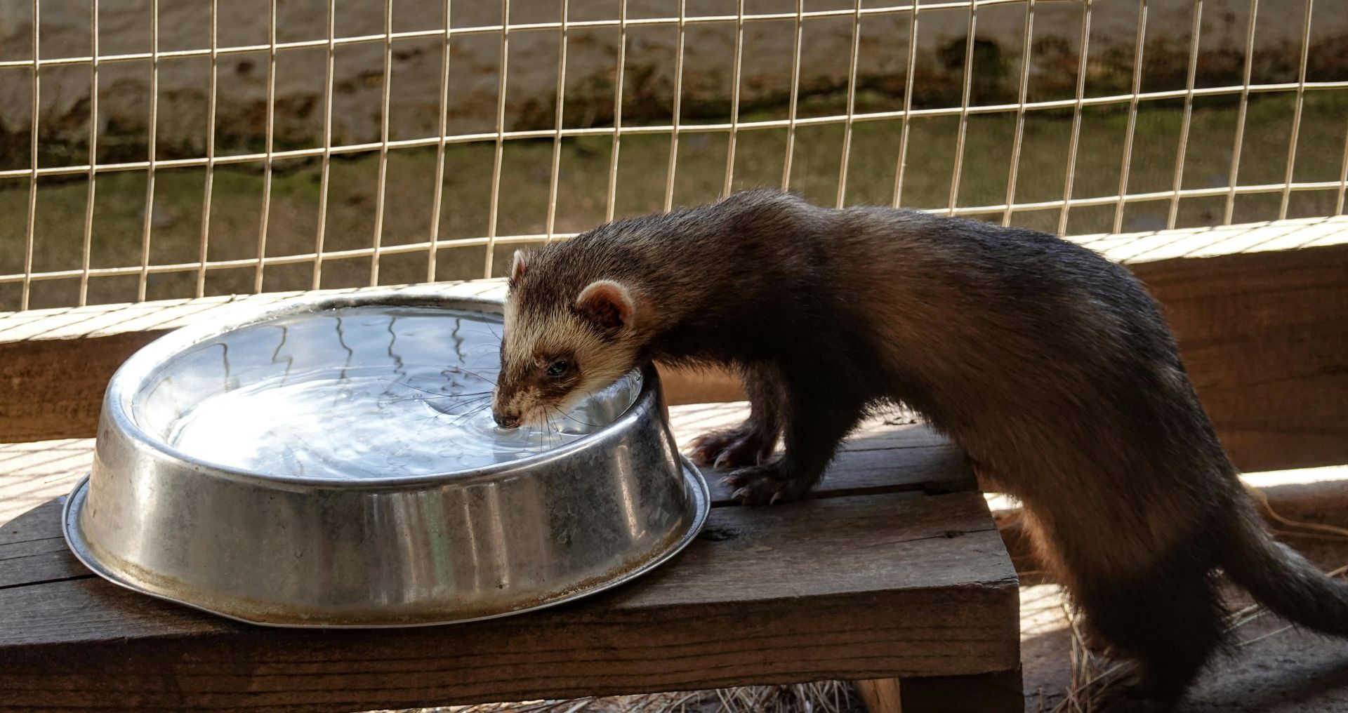 Fret drinkt water uit een metalen voerbak in de ren