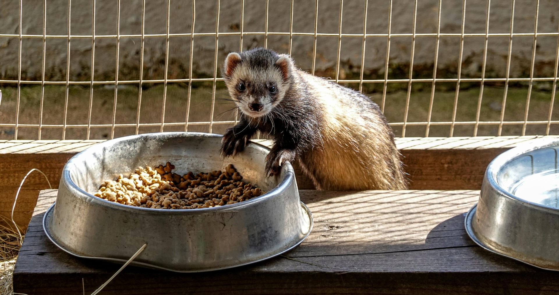 Fret die droge brokjes eet uit een voerbak, passend bij uitleg over geschikte voeding voor fretten