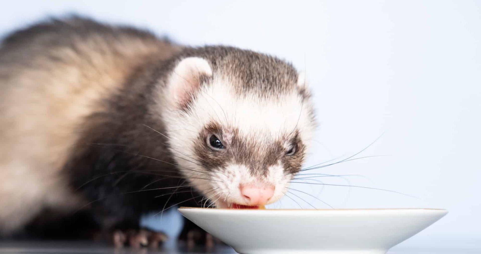 Fret die binnenshuis uit een voerbak eet, passend bij maandelijkse kosten voor voeding en verzorging