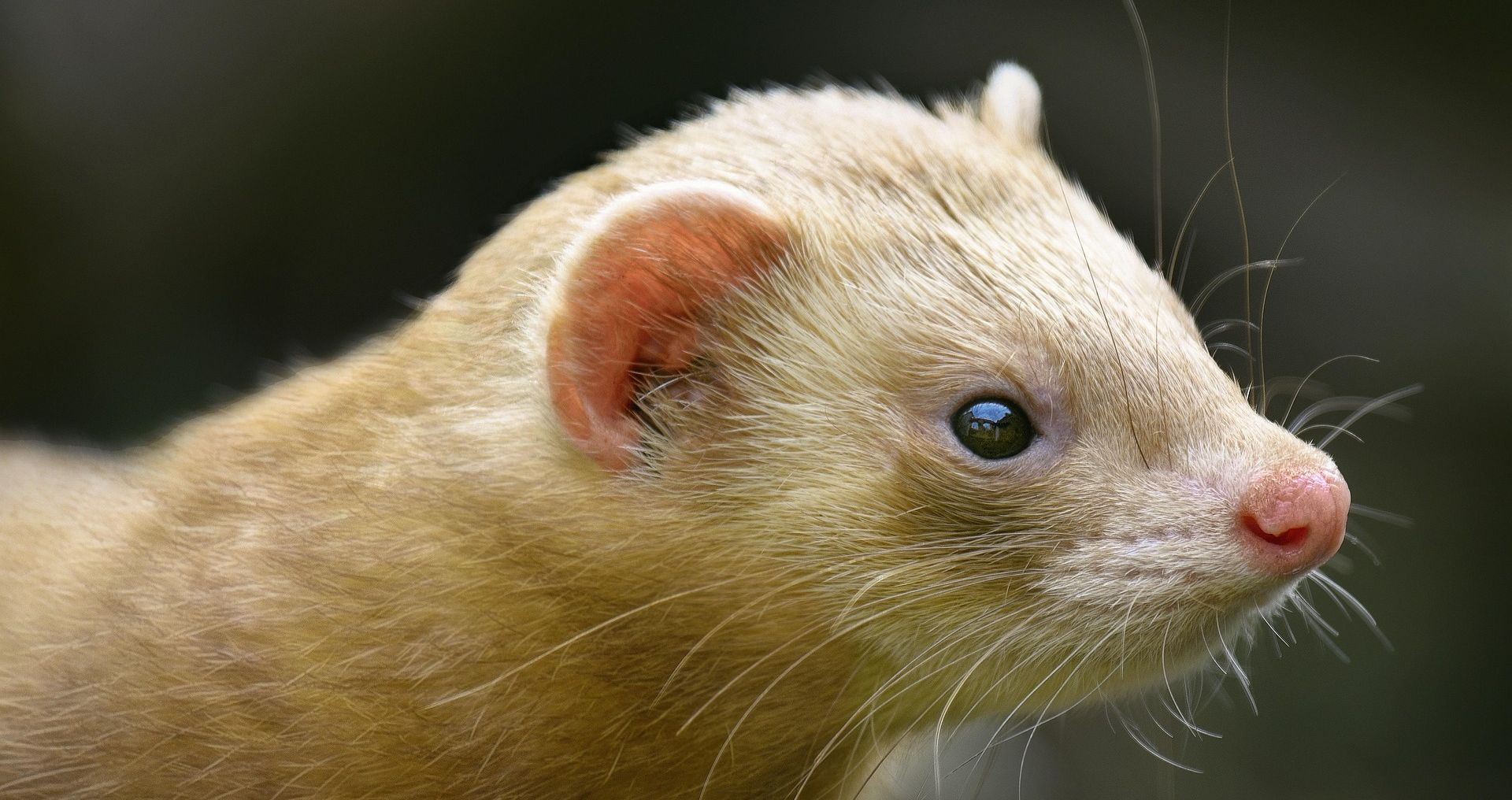 Gezonde fret met heldere ogen en schone neus, controle van uiterlijke gezondheid
