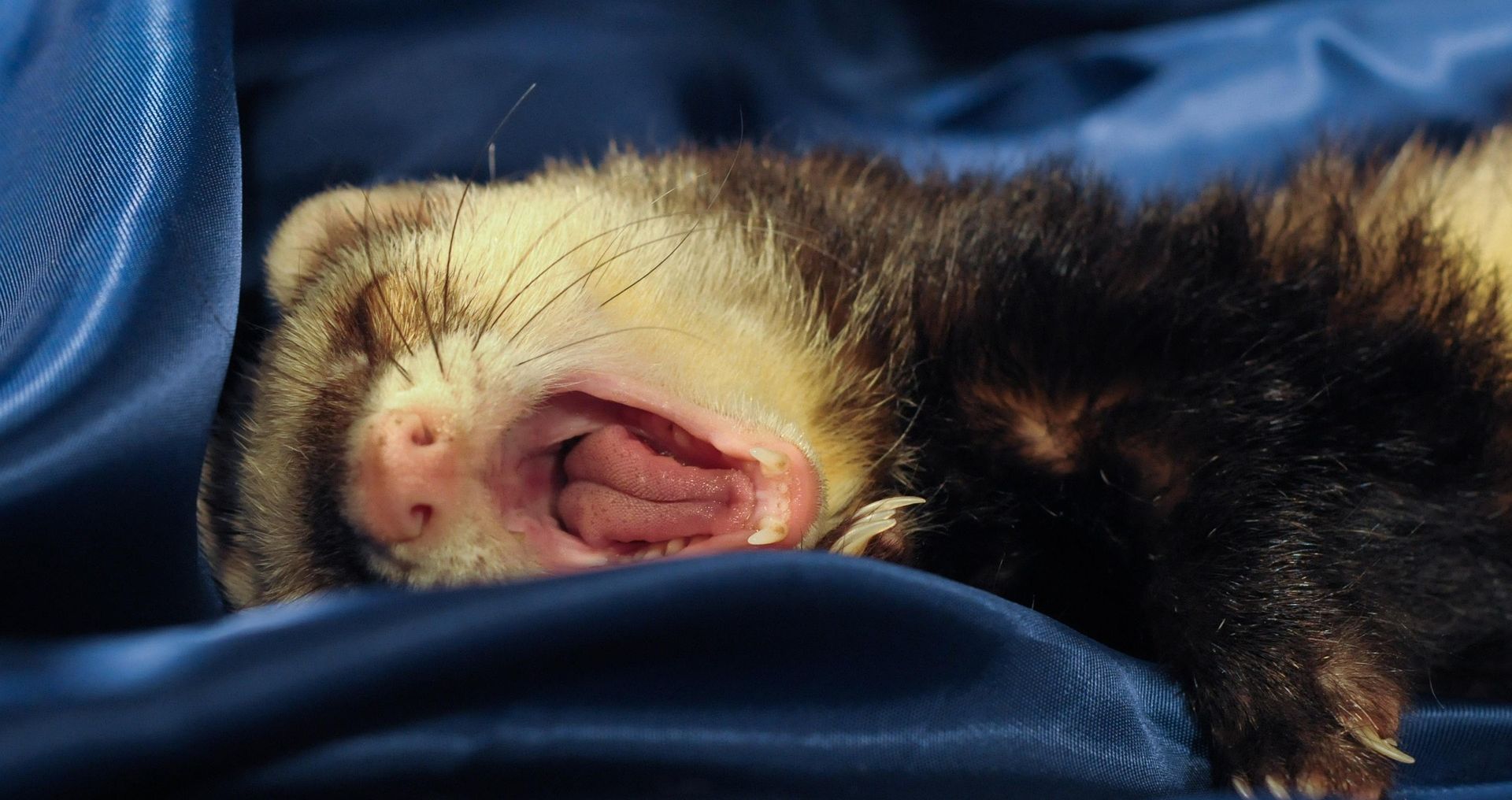 Fret met open bek waarbij tanden en mond zichtbaar zijn, mogelijke signalen van gezondheidsproblemen