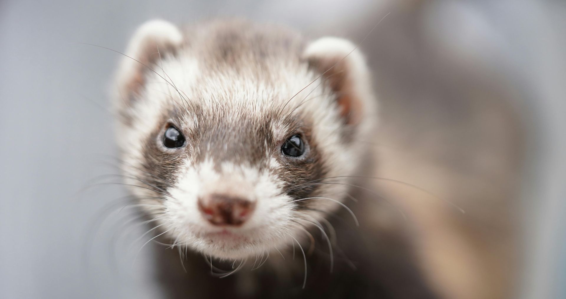 Close-up van een huisfret, alert kijkend, geschikt als huisdier