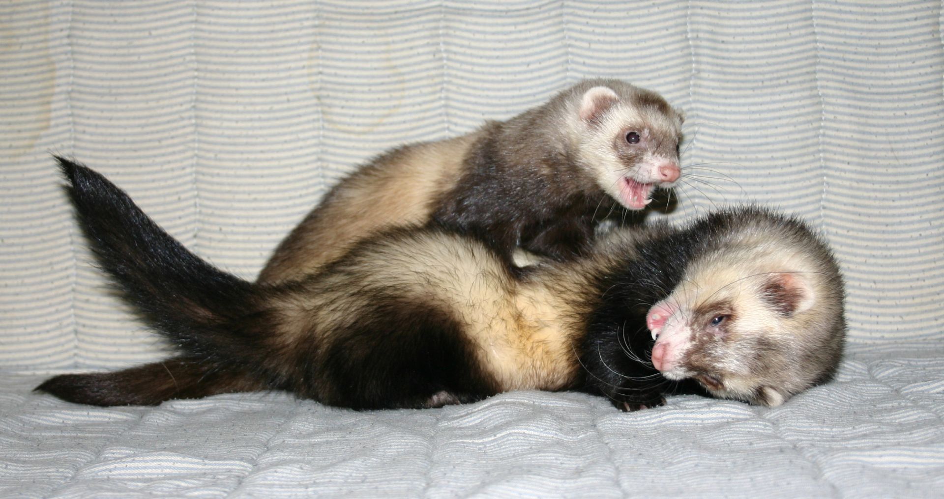 Twee fretten die samen spelen en stoeien, voorbeeld van actief speelgedrag en sociale interactie bij fretten.