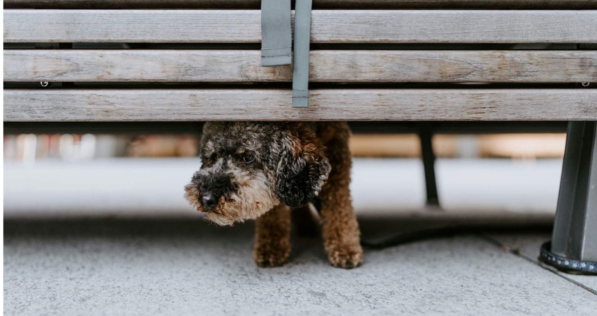 Onzekere hond staat half verscholen onder een bankje, een duidelijk signaal van angstig gedrag.