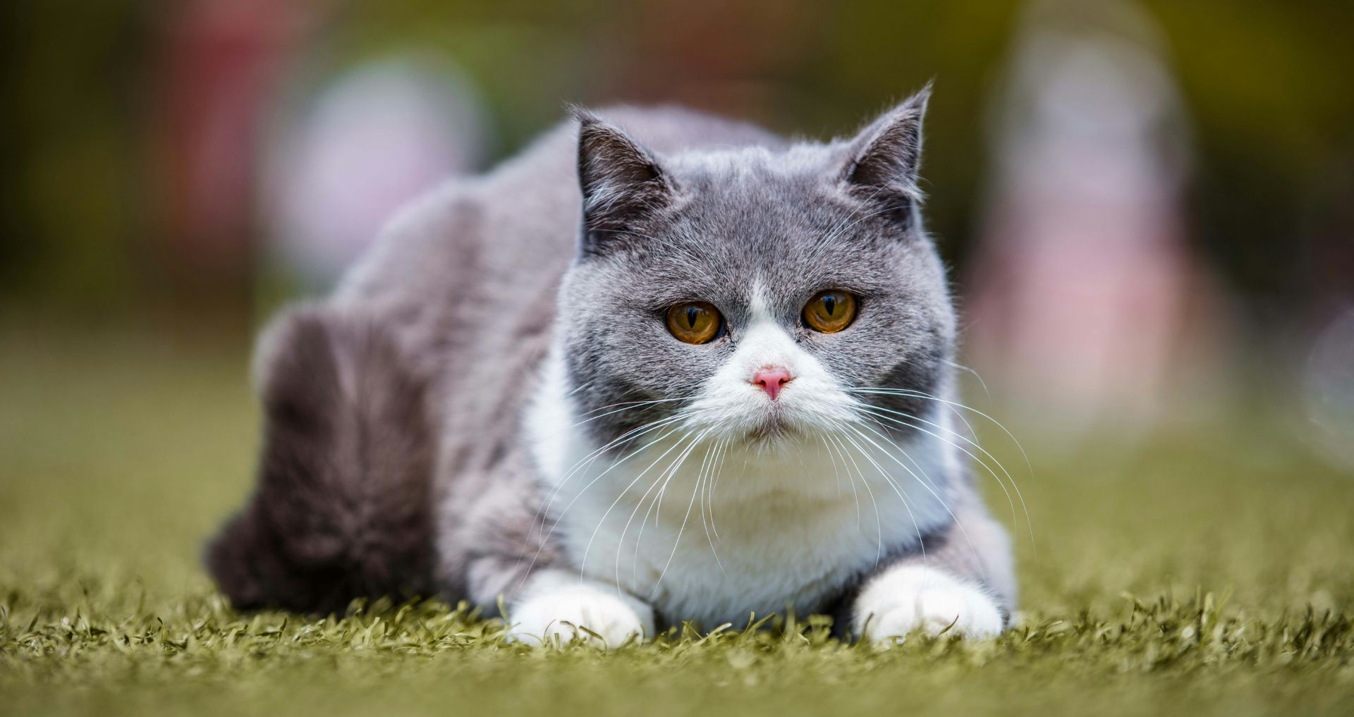 Grijs-witte raskat ligt alert in het gras, voorbeeld van een populaire raskat zoals de Britse korthaar