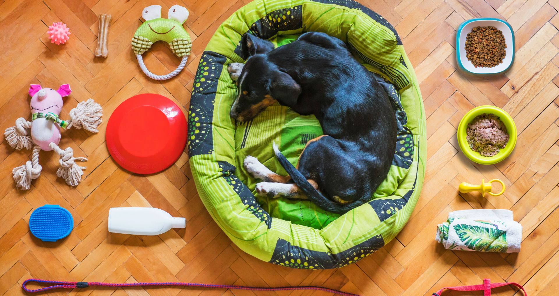 Hond ligt in een hondenmand met alle basisbenodigdheden zoals voerbak, riem, speelgoed en verzorgingsproducten