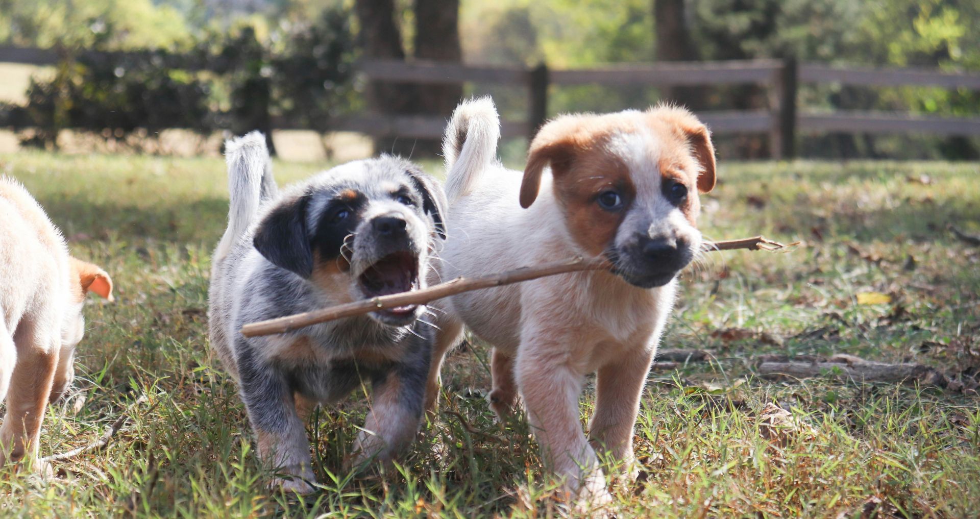 Puppys spelen samen buiten en ontdekken hun omgeving in de eerste levensweken