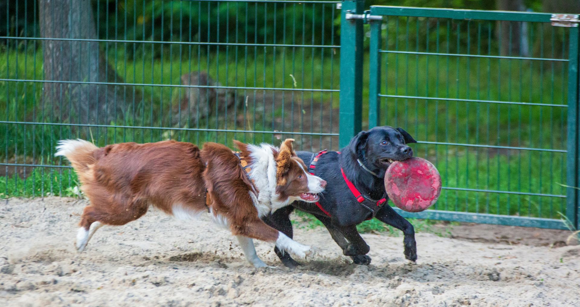 Twee honden spelen samen buiten en tonen sociaal gedrag en behoefte aan interactie