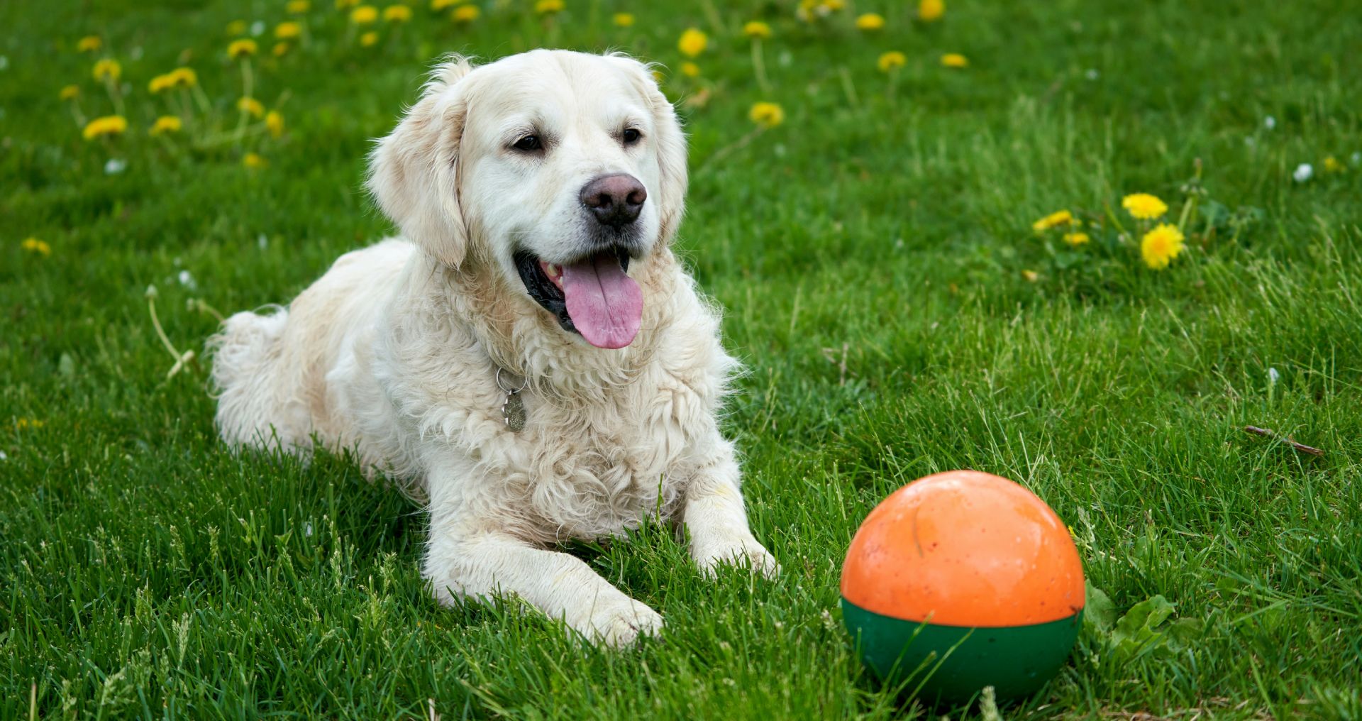 Hond ligt in het gras bij een denkspel-bal voor hersenwerk en mentale uitdaging