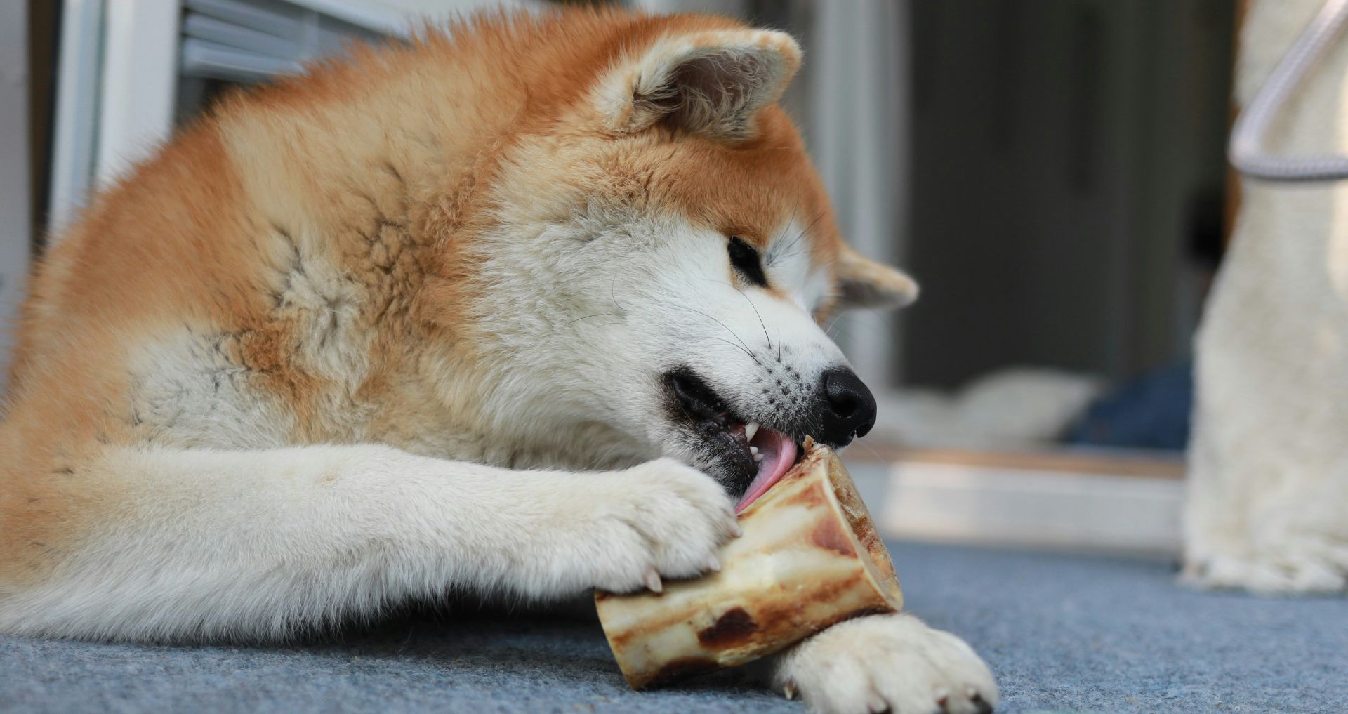 Hond ligt binnen en kauwt op een bot als onderdeel van gezonde voeding