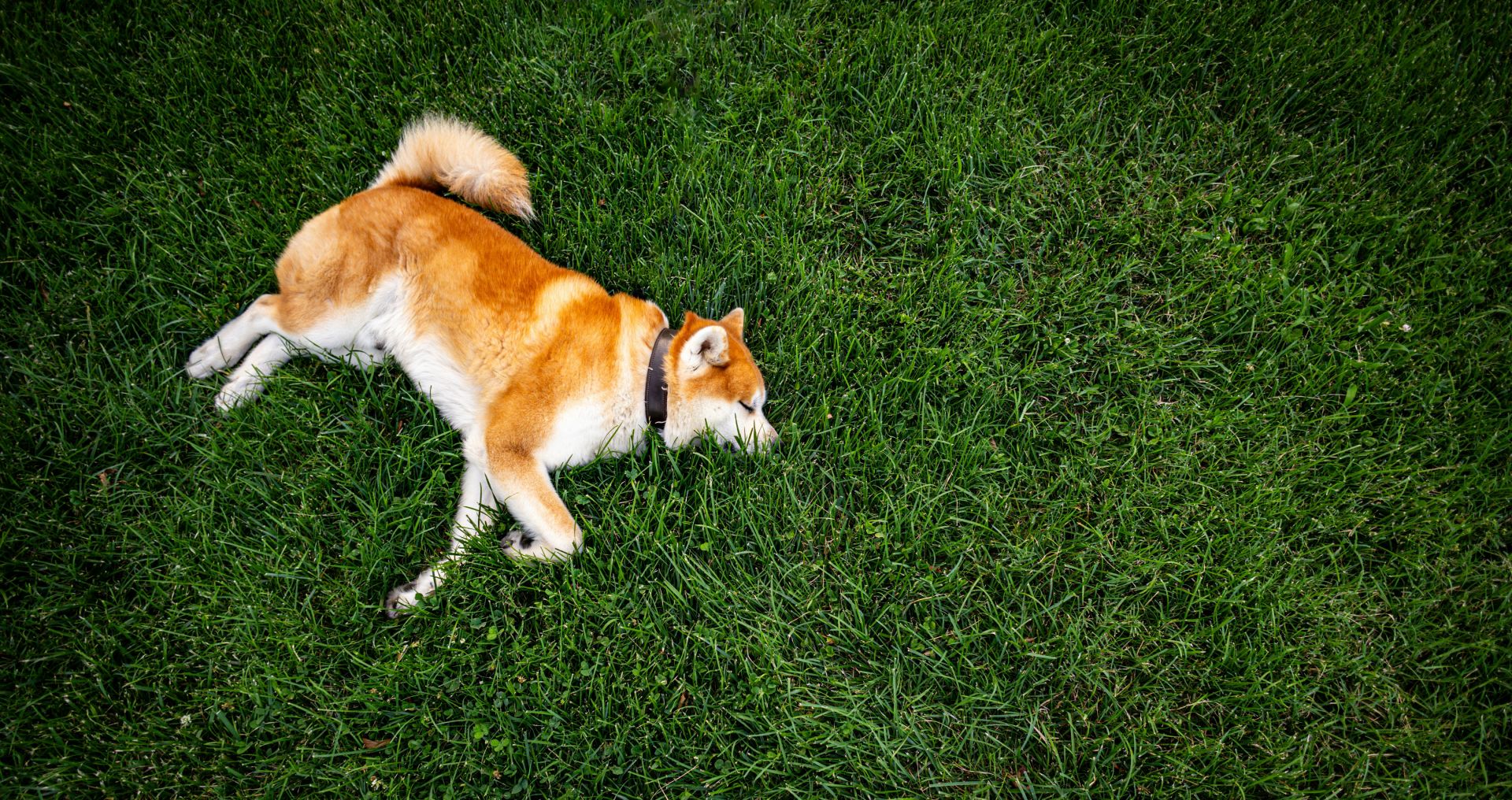 Hond ligt rustig alleen in het gras en ontspant zonder afleiding