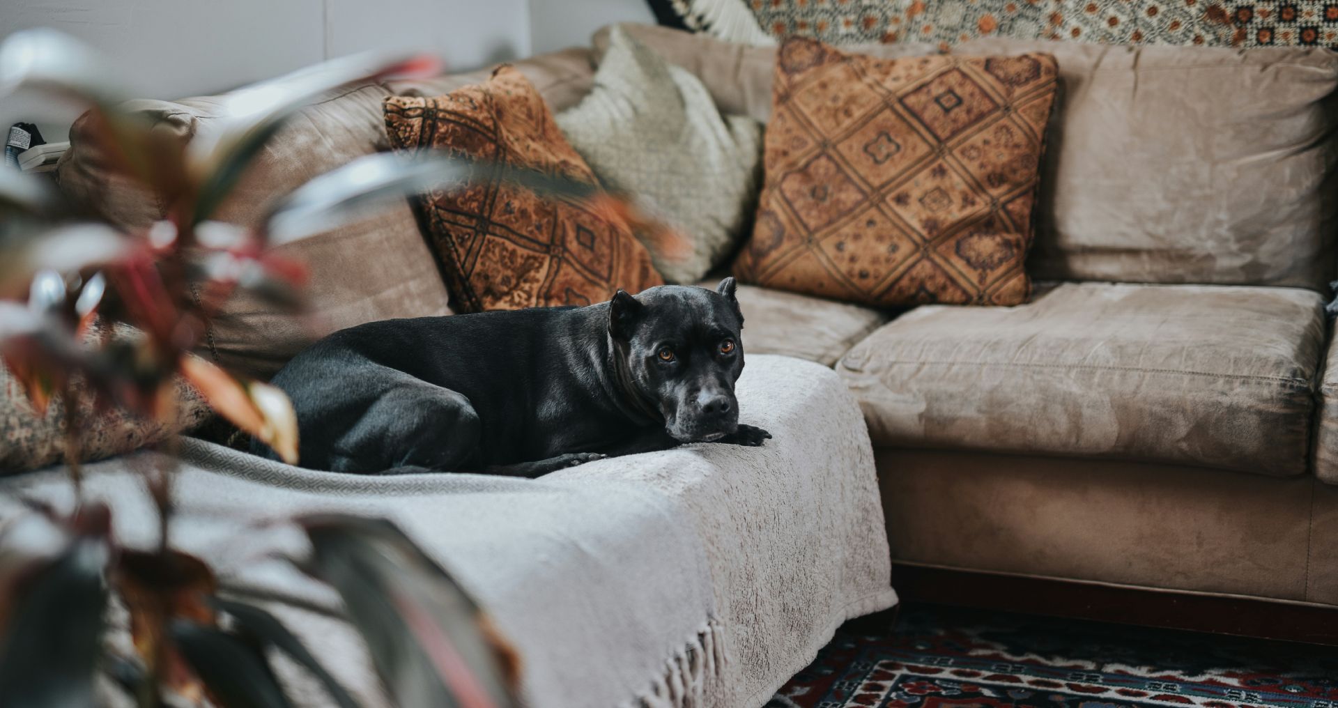 Hond ligt rustig in huis op een poef in de woonkamer, passend bij het dagelijks leven en verantwoordelijkheden van hondenbezit.