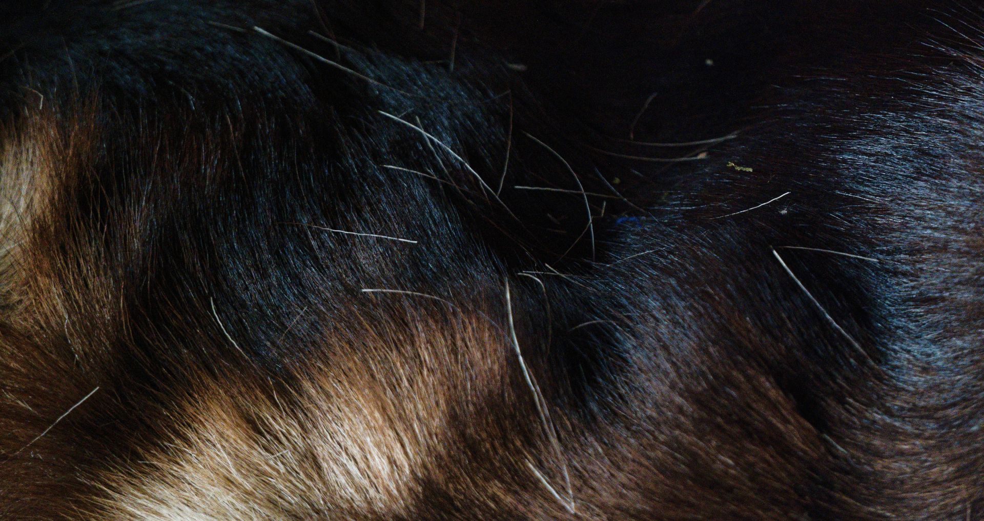 Close-up van hondenvacht met zichtbare huidschilfers en mogelijke sporen van parasieten.