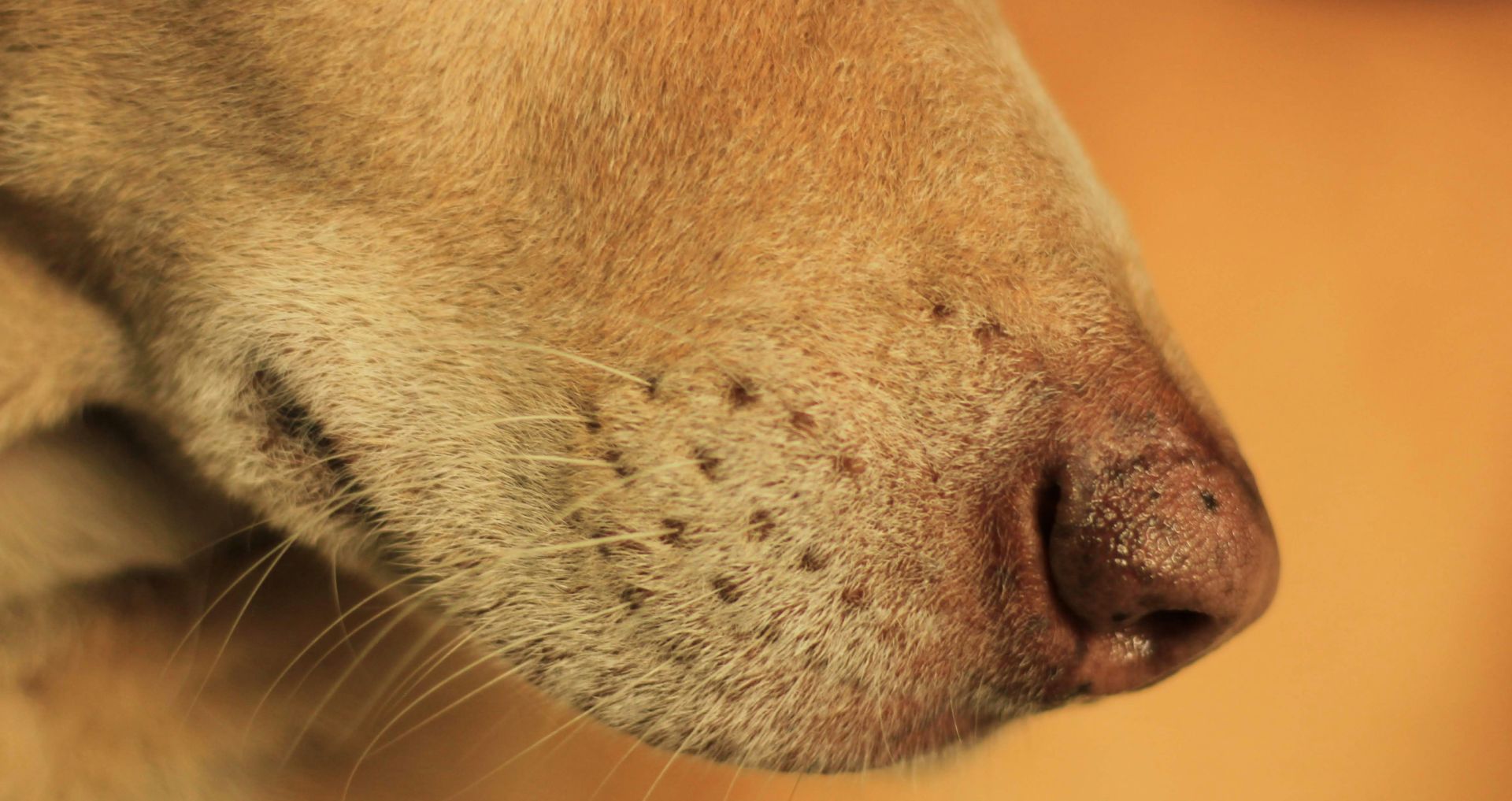 Close-up van de snuit van een hond met huidirritatie en vachtproblemen rondom de neus