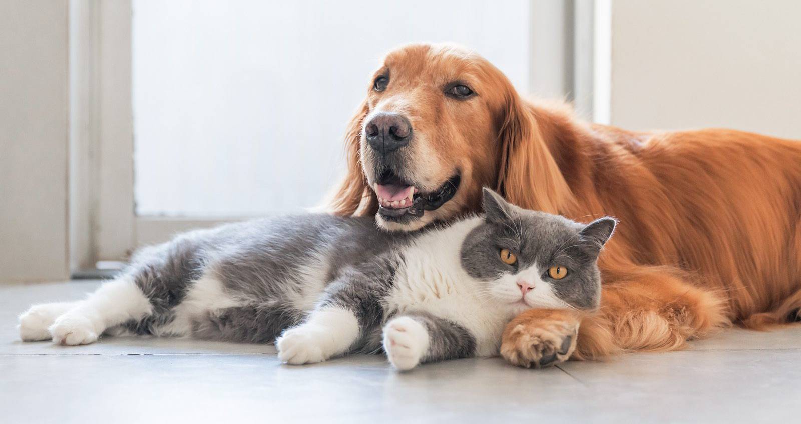 Hond en kat samen in een rustige huiselijke omgeving