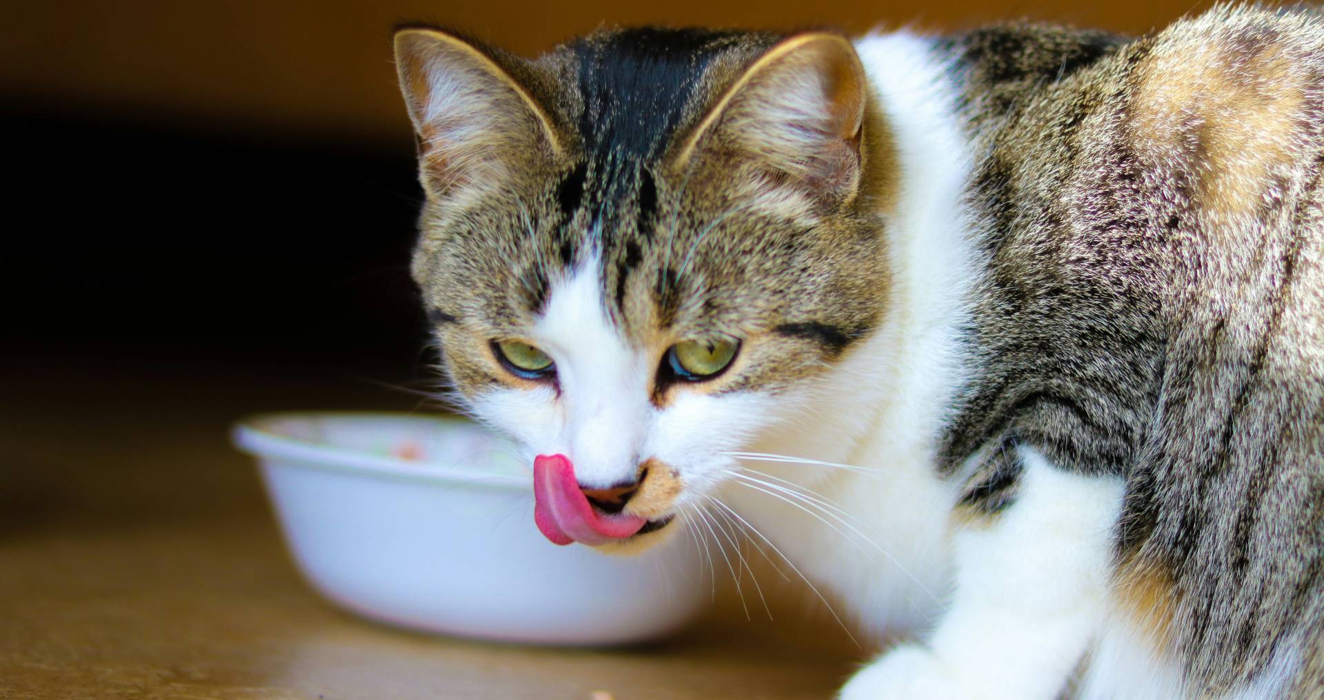 Kat staat binnenshuis bij een voerbak en likt zijn bek af, passend bij basisvragen over goede kattenvoeding