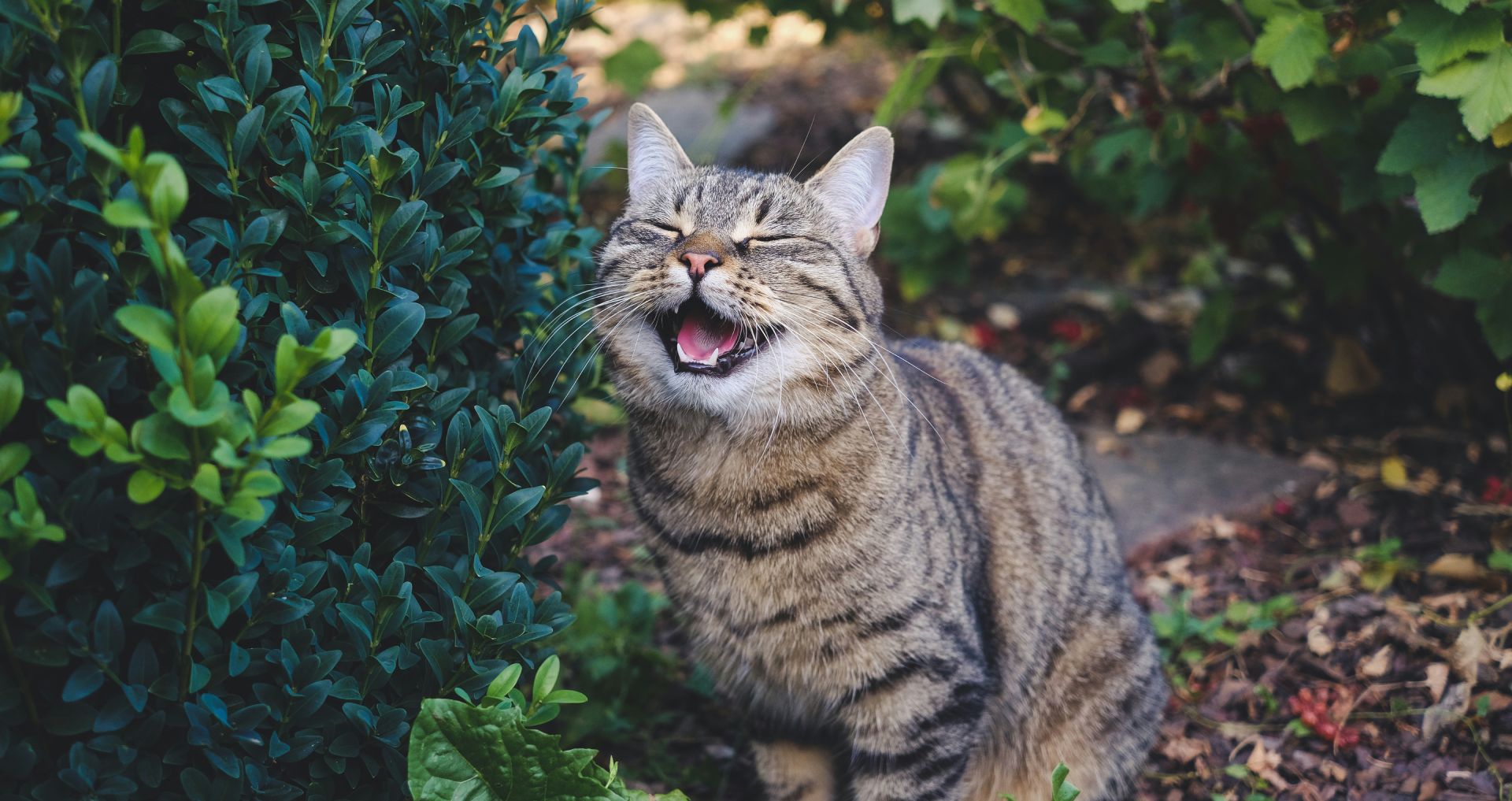 Kat gaapt met open bek in de tuin, mogelijk stresssignaal of spanning bij katten