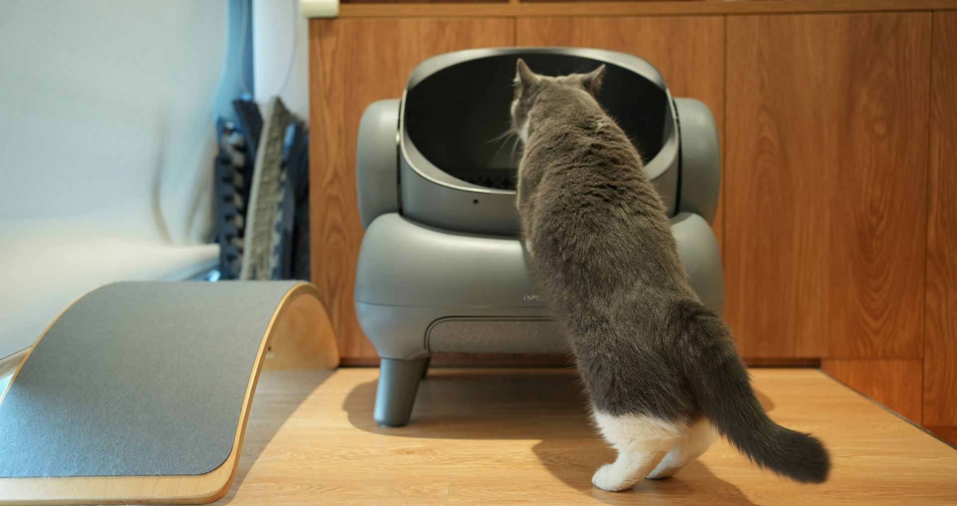 Kattenbak in een rustige hoek van het huis met voldoende ruimte en een schone, fijne vulling.
