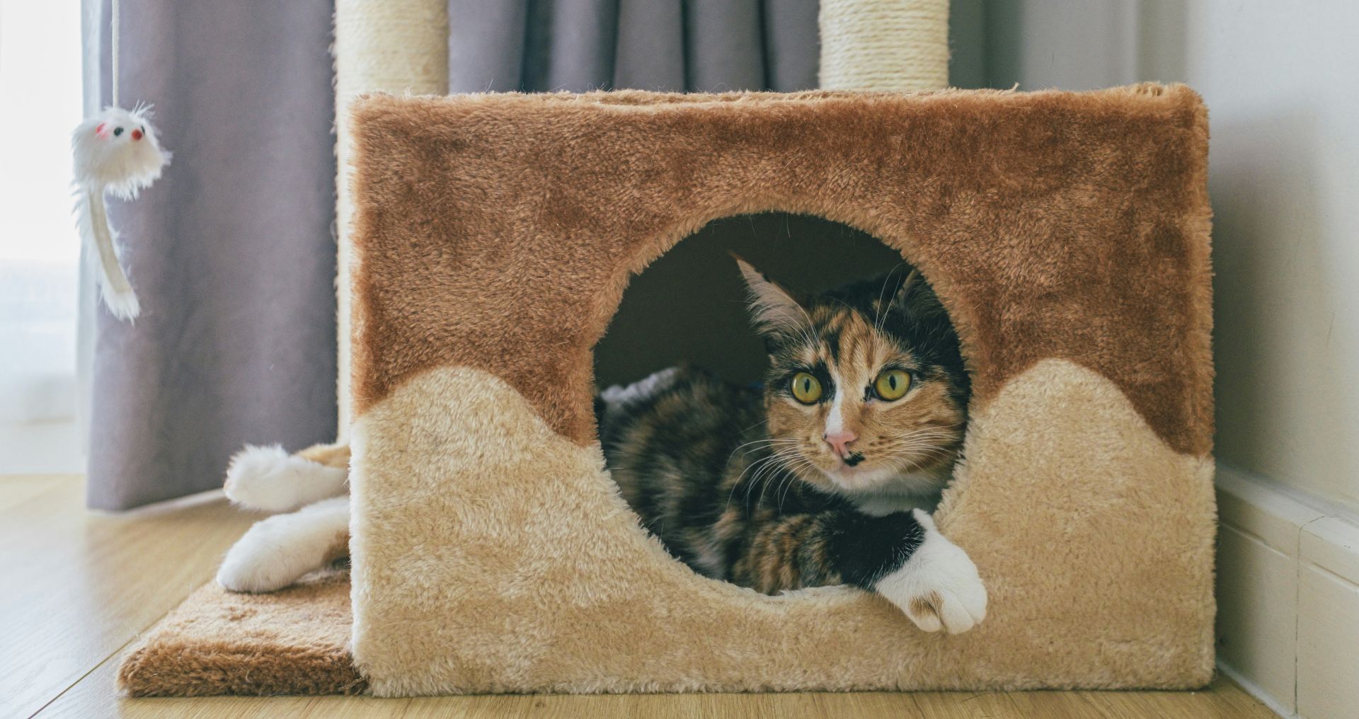 Kat ligt ontspannen in een krabpaal met overdekte slaapplek, voorbeeld van geschikte klimplekken en rustplekken voor katten binnenshuis