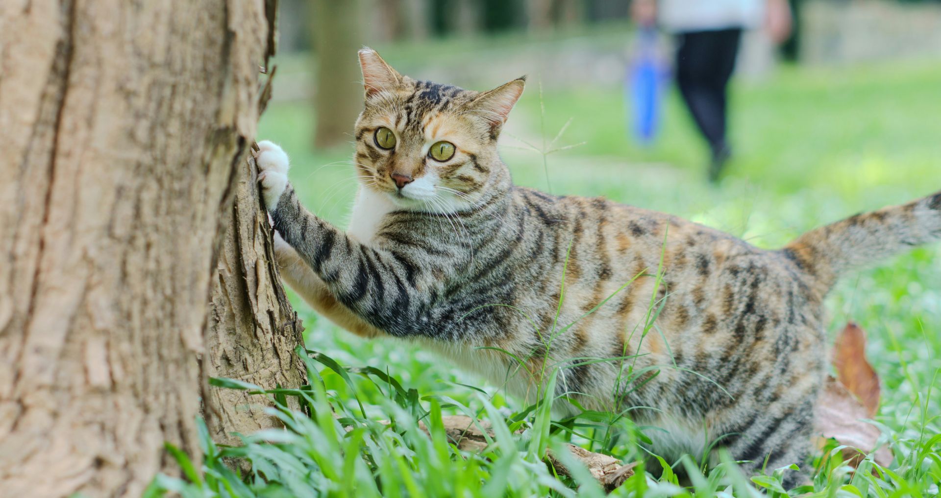 Kat krabt met voorpoten aan een boom, natuurlijk krabgedrag dat verklaart waarom katten ook aan meubels krabben