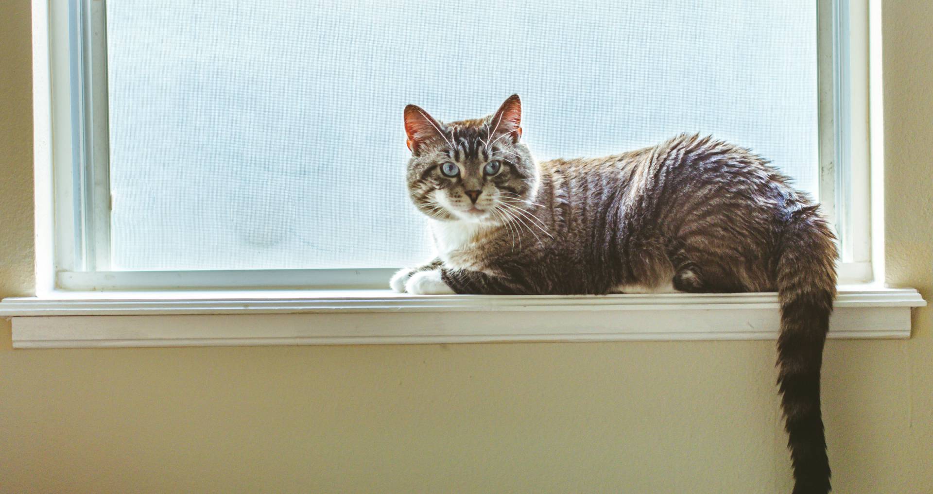 Gezonde kat ligt rustig op een vensterbank binnenshuis, passend bij preventieve zorg zoals vaccinaties en jaarlijkse controles