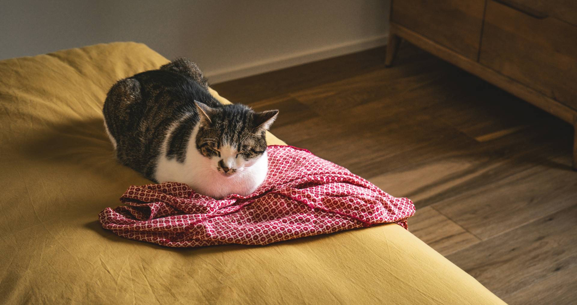 Kat ligt rustig binnenshuis op een bed, passend bij algemene gezondheid en het herkennen van veelvoorkomende ziekten bij katten