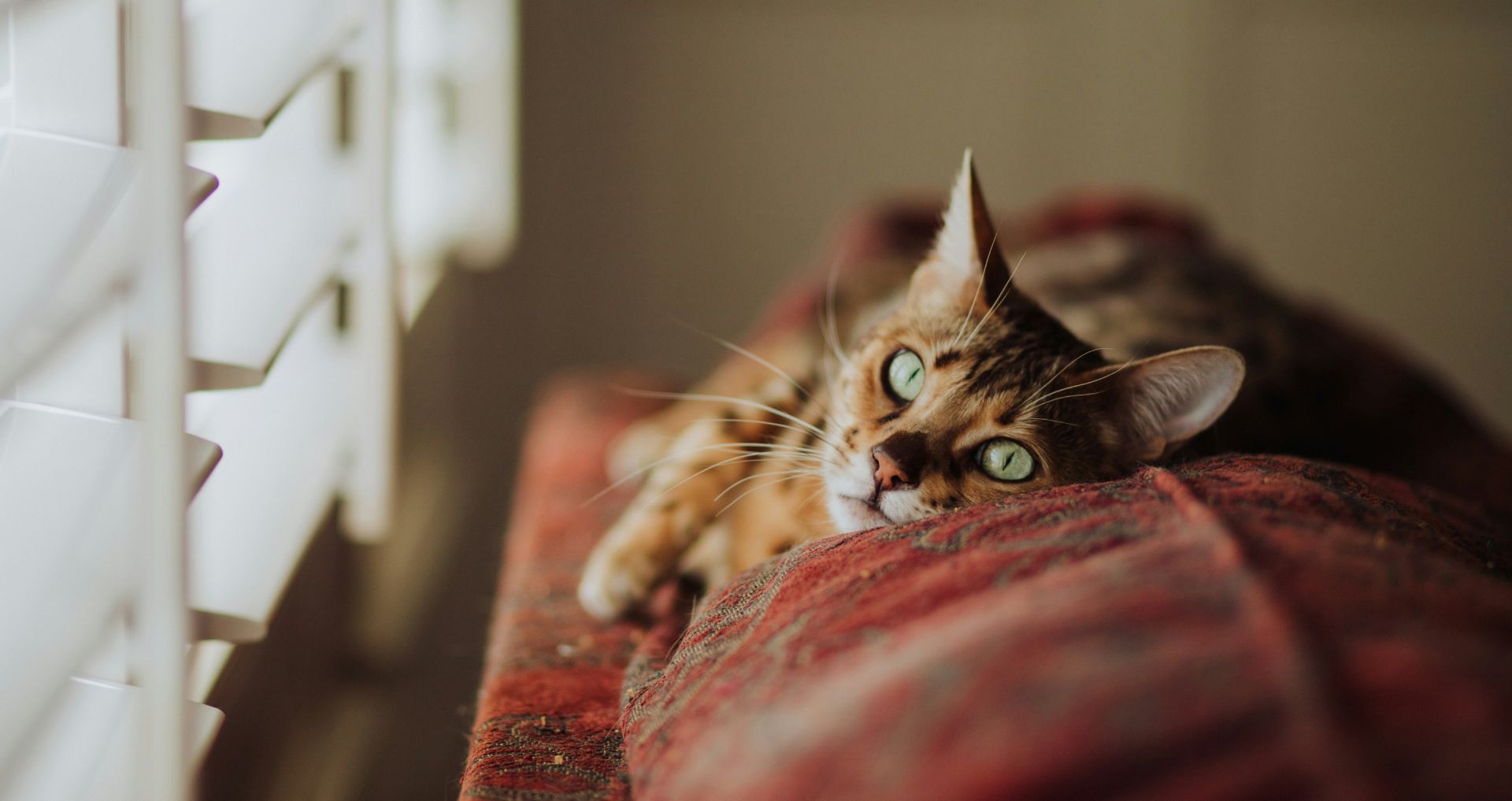 Rustige kat ligt ontspannen op een bank in huis, passend bij de oriëntatie en voorbereiding bij het aanschaffen van een kat