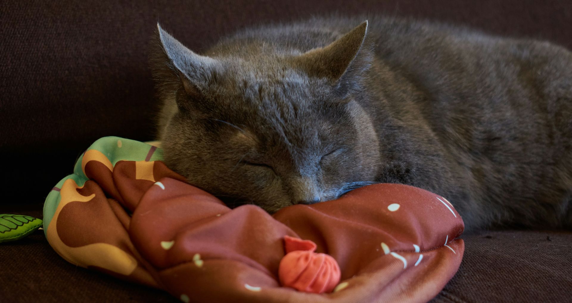 Kat slaapt ontspannen op een zacht mandje in huis, passend bij de eerste basisvoorziening