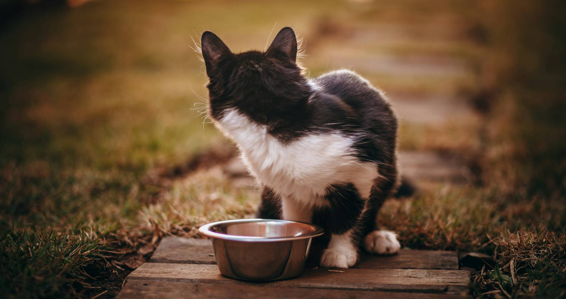 Kat zit buiten bij een voerbak, passend bij informatie over nat en droogvoer voor katten