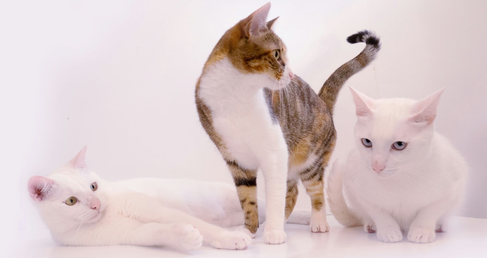Meerdere katten samen in een rustige setting, voorbeeld van gecontroleerd en veilig laten wennen aan elkaar