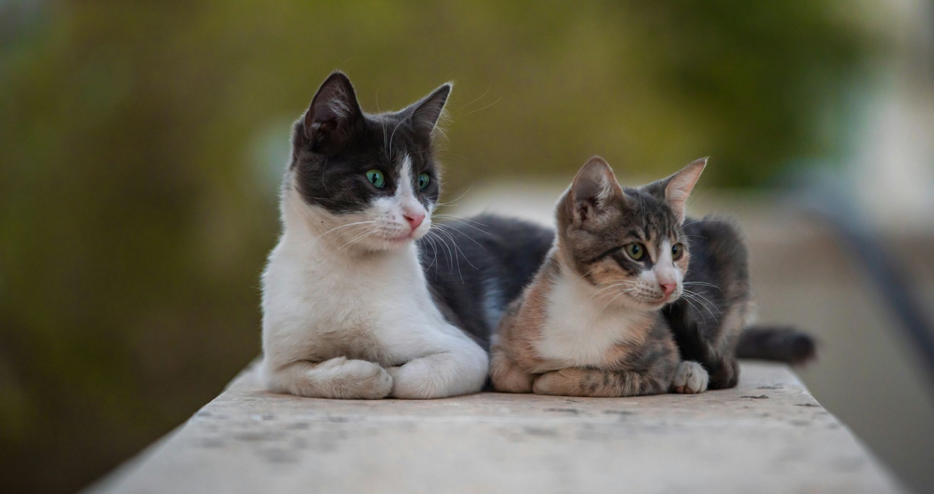 Twee katten liggen ontspannen samen buiten, voorbeeld van leefomgeving en behoeften van binnen- en buitenkatten