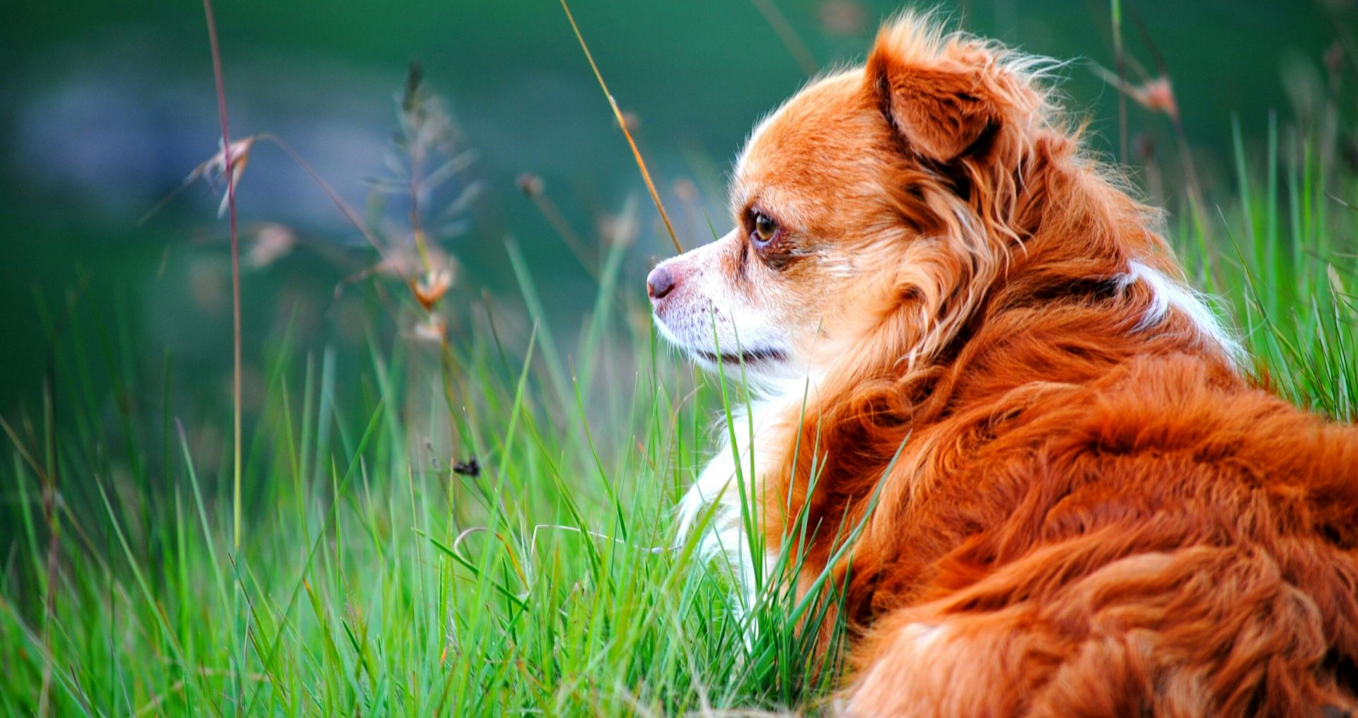Kleine hond ligt rustig in het gras, geschikt als gezelschapshond voor appartement of stad.