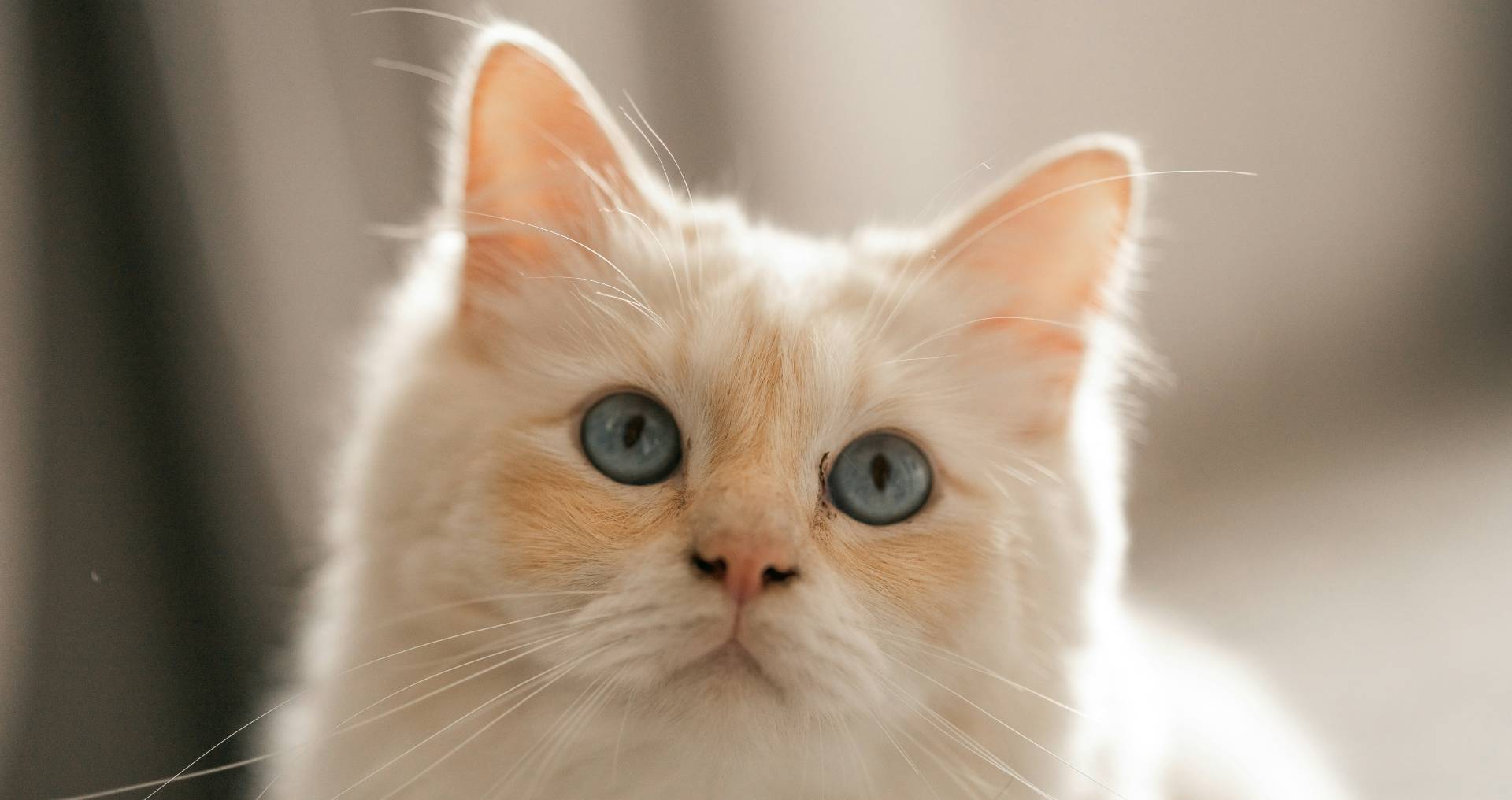 Langharige kat met volle vacht kijkt rustig in huis, passend bij verzorging en onderhoud van langharige katten