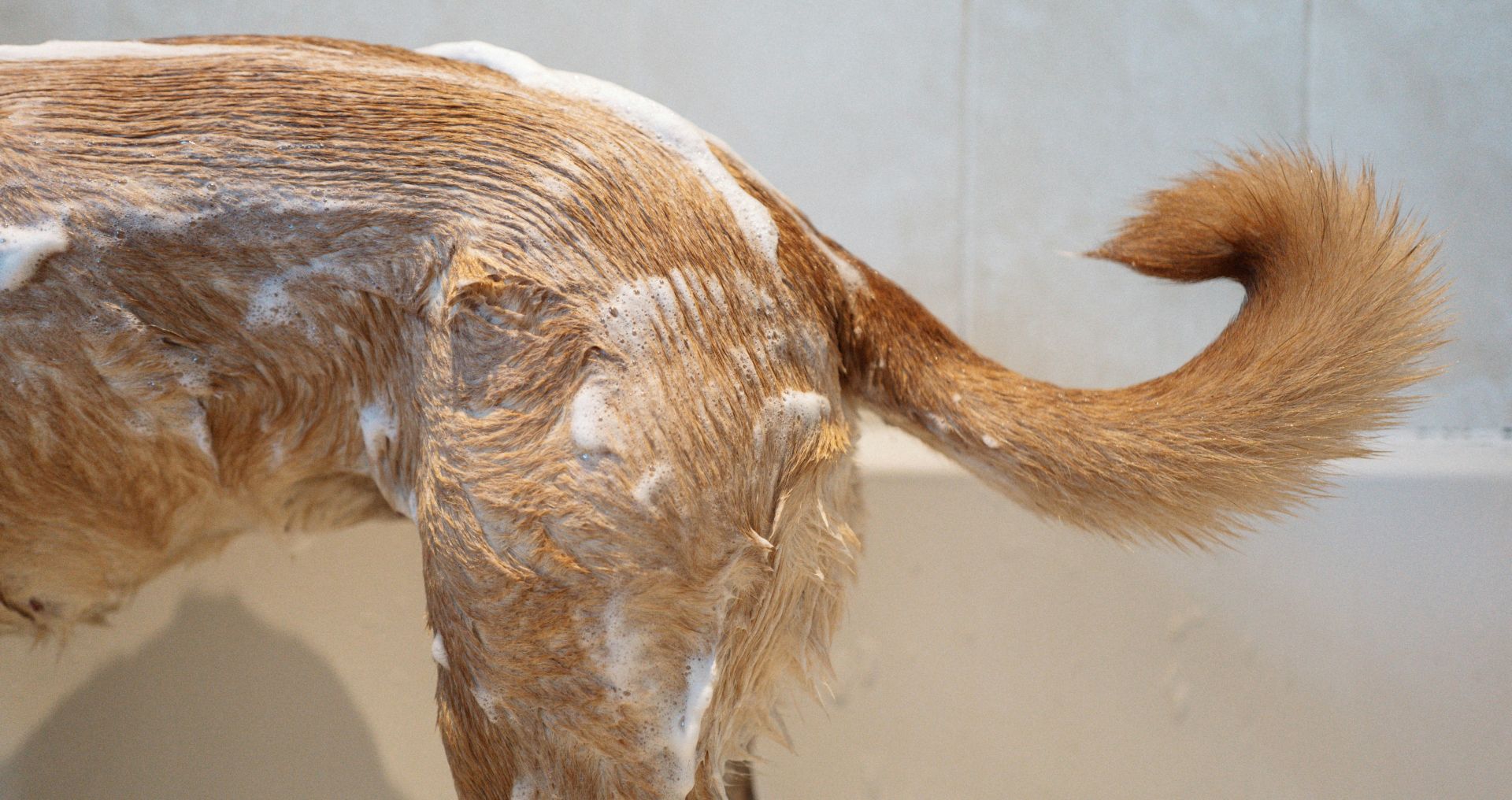 Hond wordt gewassen met shampoo, waarbij de natte vacht en staart zichtbaar zijn tijdens het baden.
