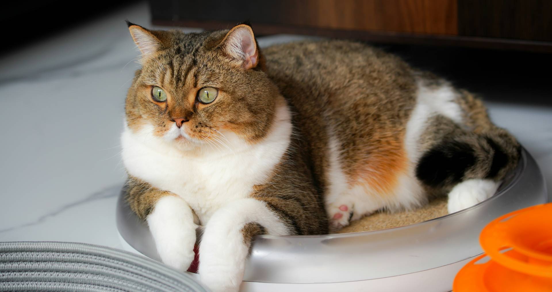 Stevige volwassen kat ligt binnen ontspannen, passend bij informatie over overgewicht bij katten