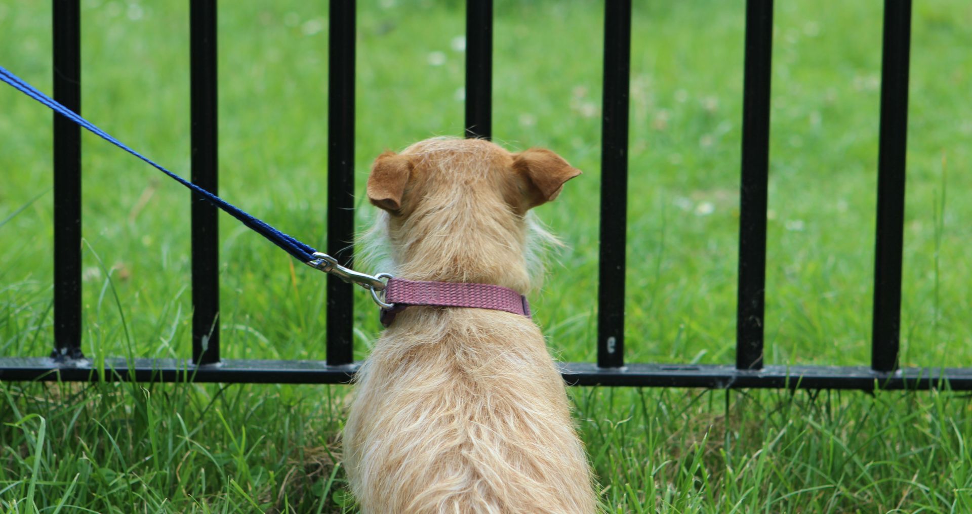 Jonge hond in de puberteit die tijdens het wandelen afgeleid raakt door prikkels