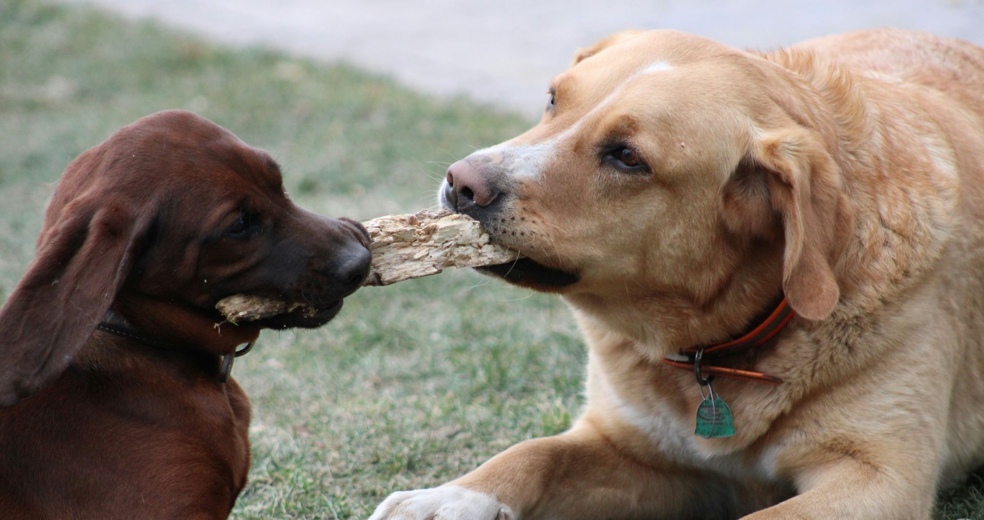 Puppy leert sociaal spel door samen met een volwassen hond te spelen