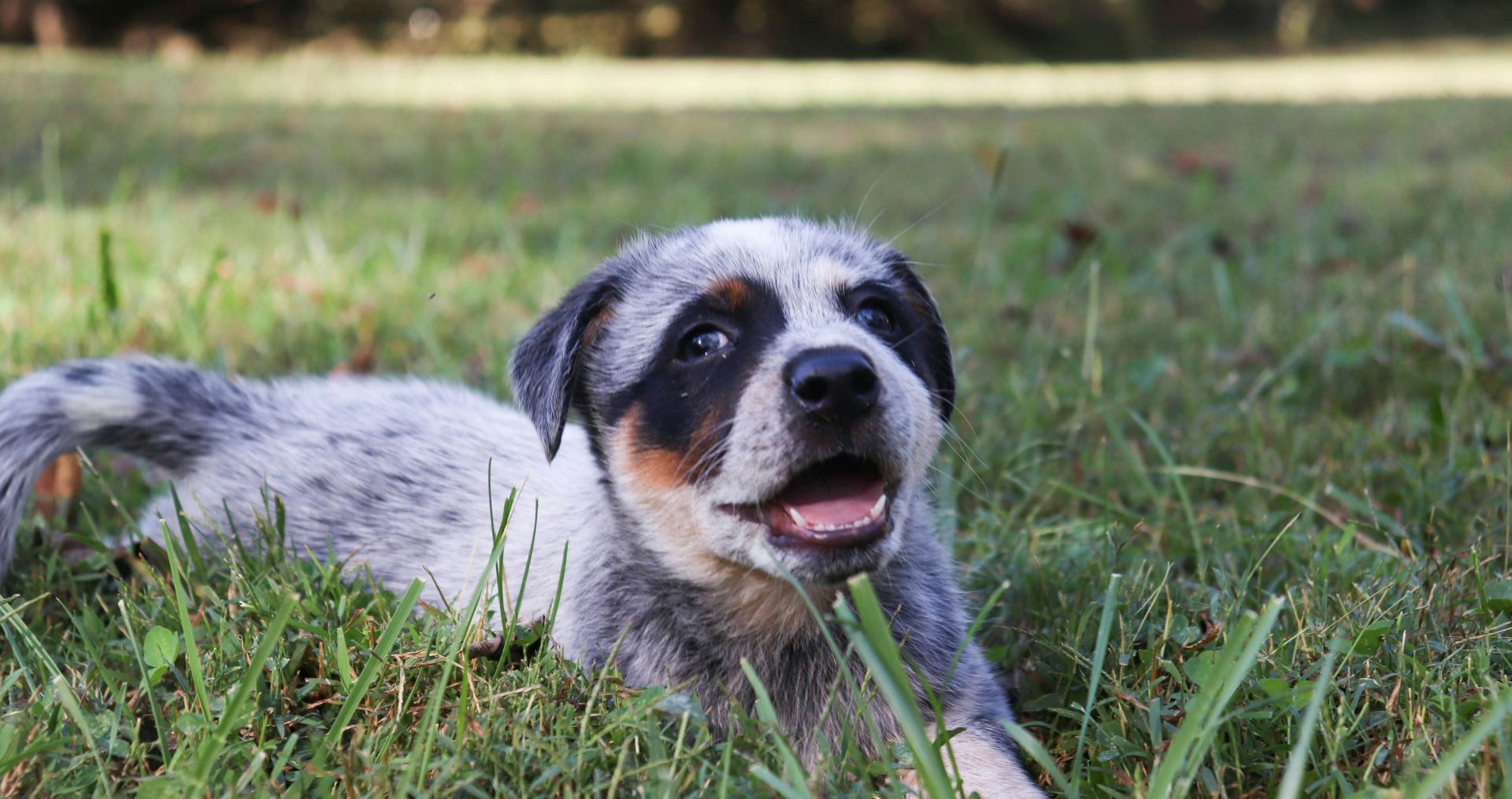 Jonge puppy ligt in het gras tijdens het leren zindelijk worden en buitentraining.
