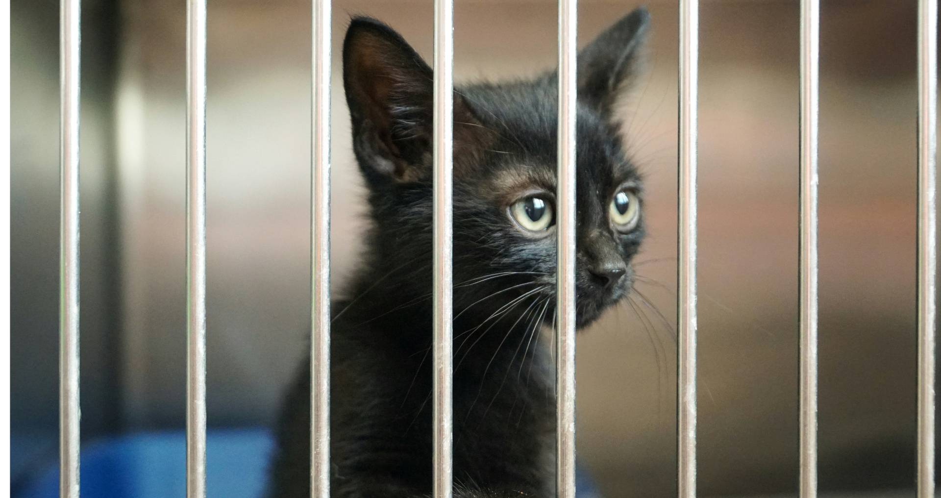 Jonge asielkat zit in een opvangverblijf achter een hek, passend bij het proces van het adopteren van een kat uit het asiel.