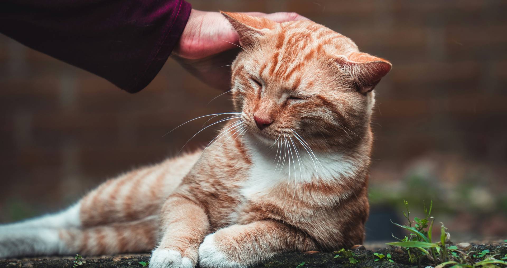 Rustige kat die thuis wordt aangeraakt door een verzorger, passend bij EHBO bij katten en wanneer ingrijpen nodig is.