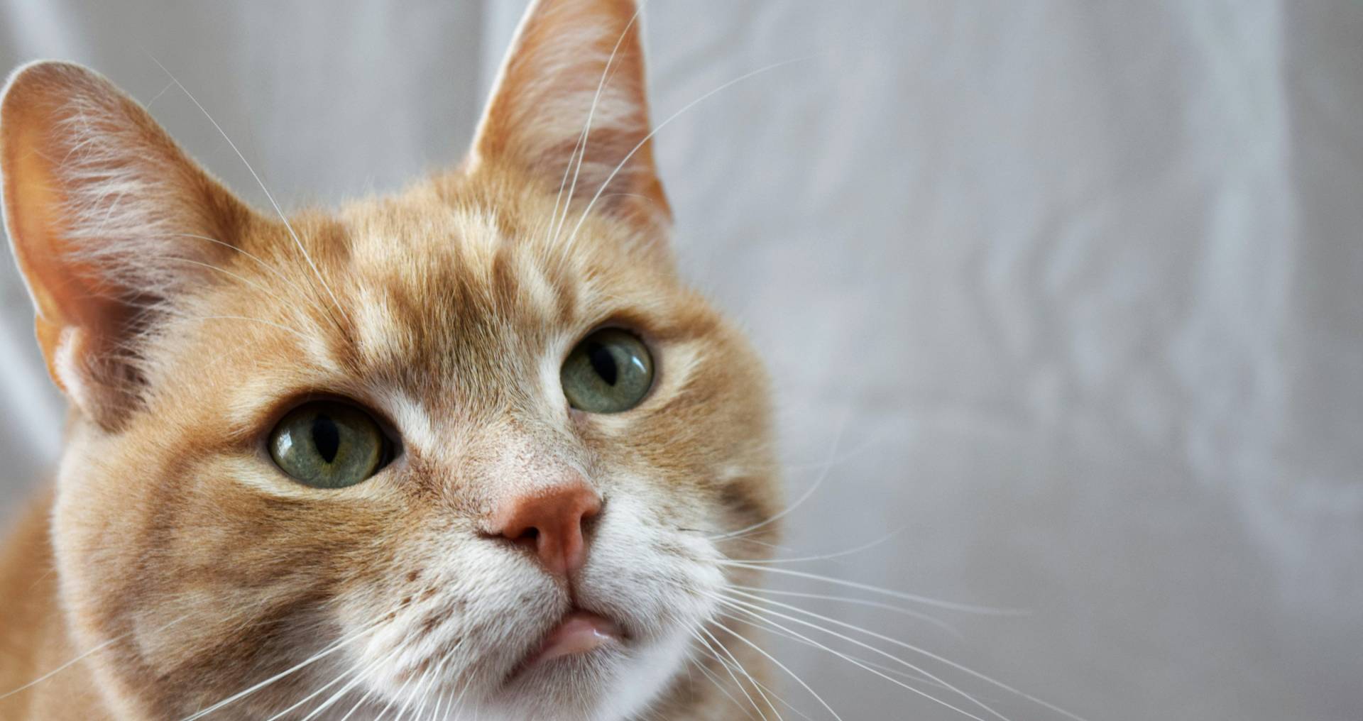 Rustige kat met gesloten bek en gezonde snoet, passend bij gebitsverzorging en het voorkomen van gebitsproblemen bij katten.