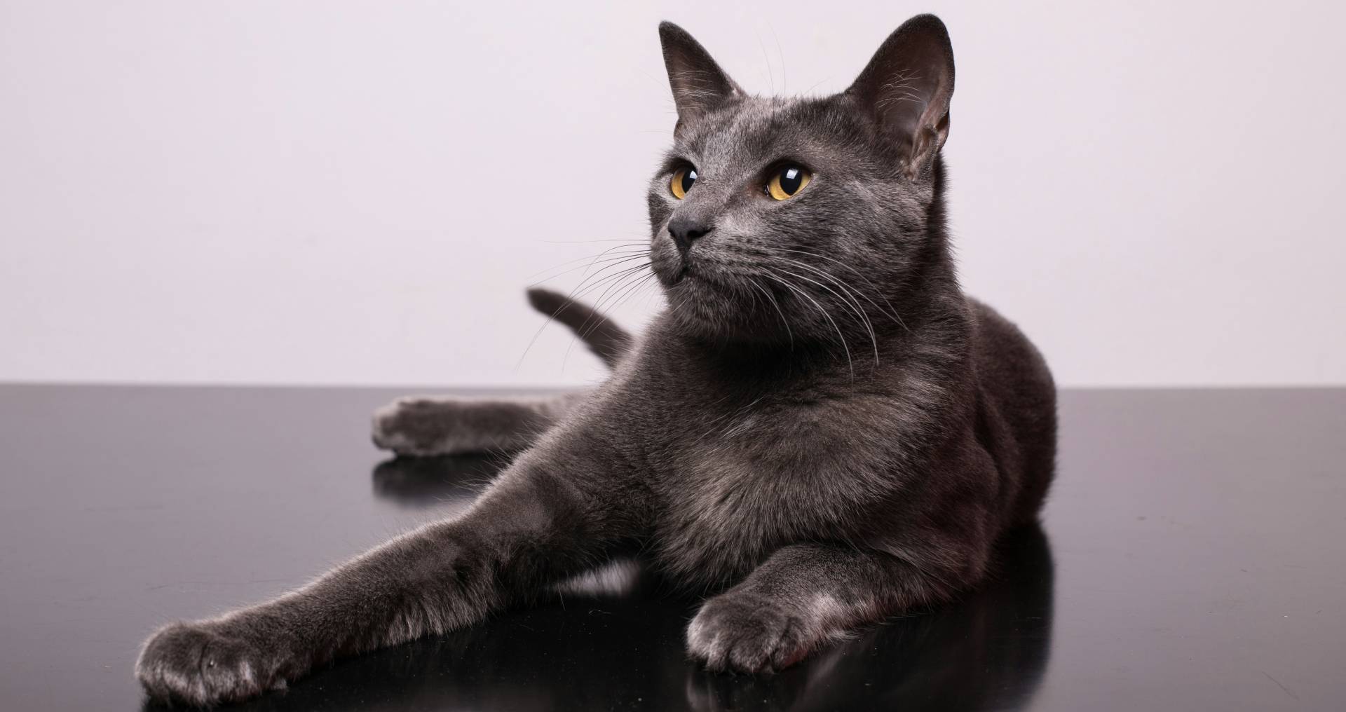 Huiskat in huiselijke setting als illustratie bij het afwegen van een kattenverzekering en dierenartskosten
