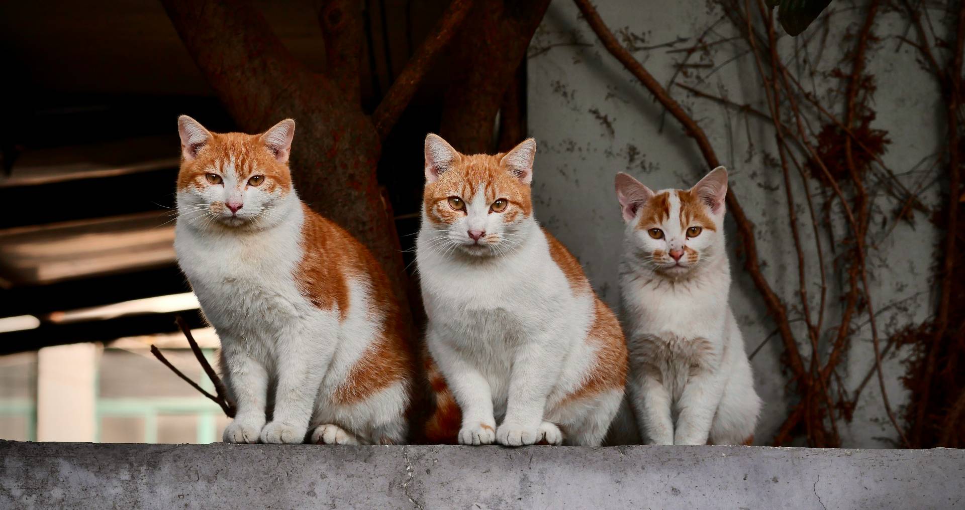 Meerdere huiskatten samen, passend bij de vergelijking tussen een huiskat en een raskat.