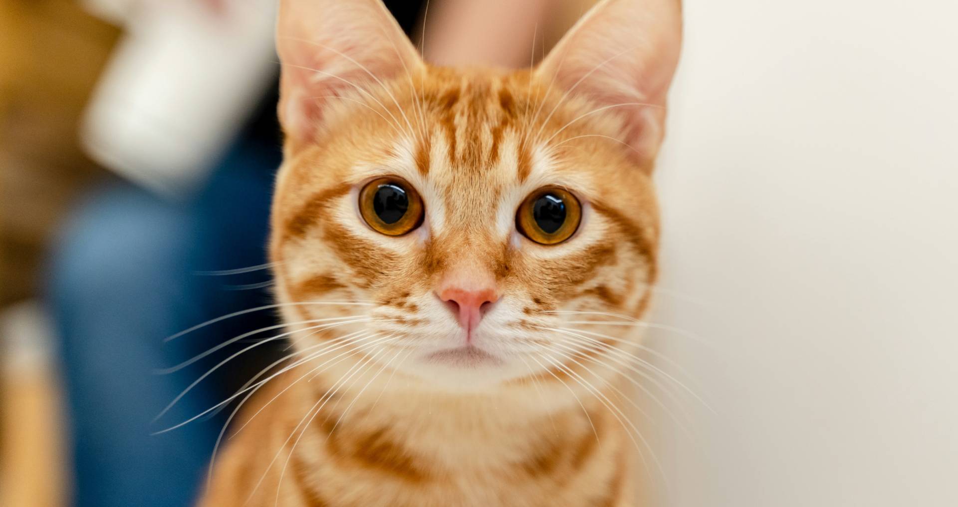 Jonge rood gestreepte kat kijkt recht in de camera als illustratie bij het kiezen van een fokker
