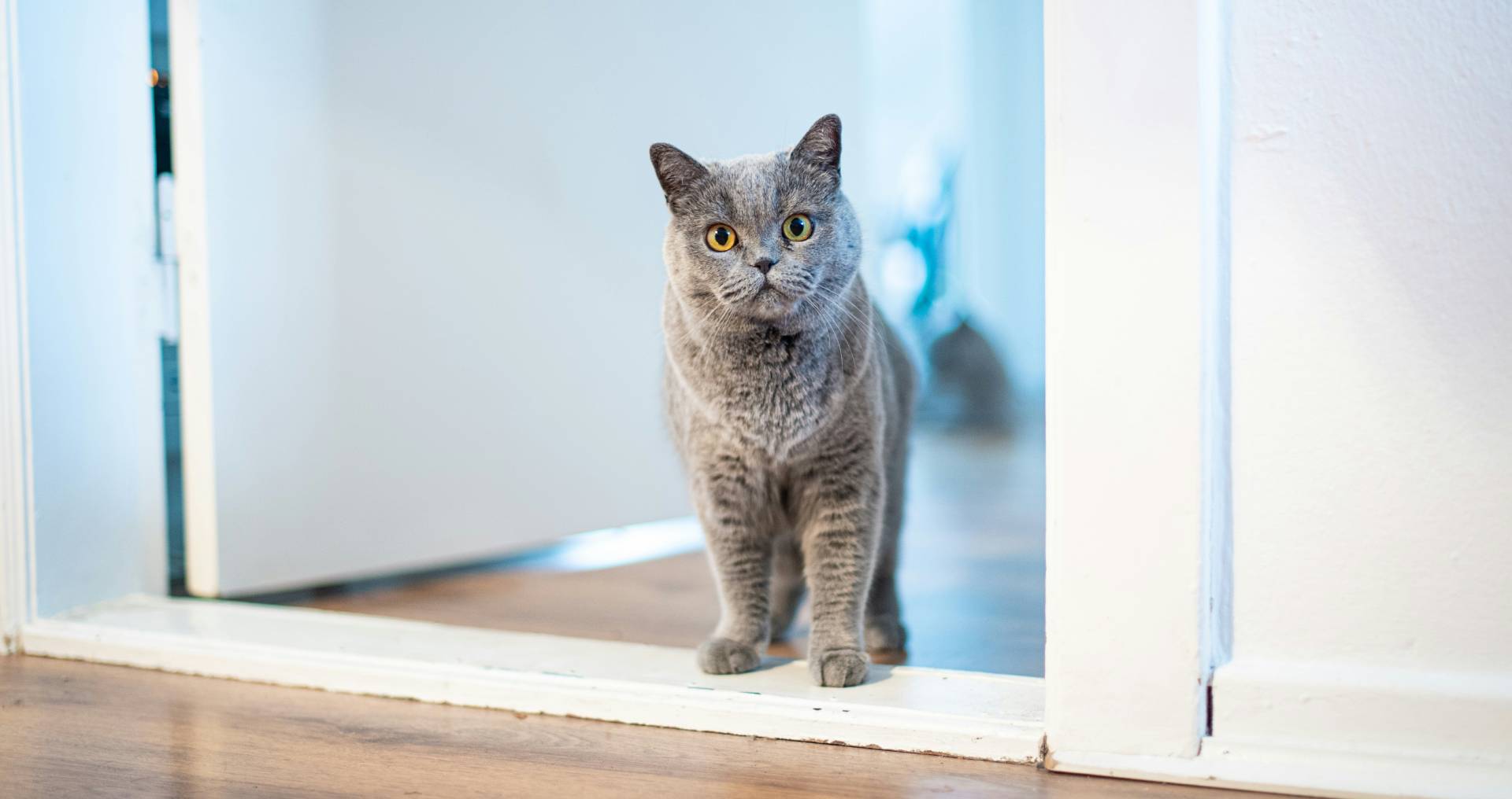 Kat ligt binnen tussen speelgoed en dozen, passend bij signalen van verveling en gebrek aan uitdaging in huis.