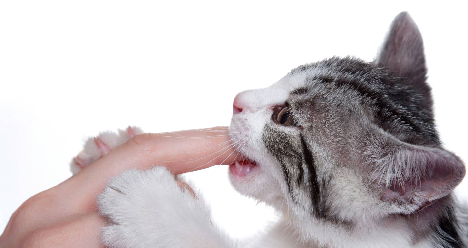 Kat die in een hand bijt tijdens aaien als voorbeeld van plots agressief gedrag