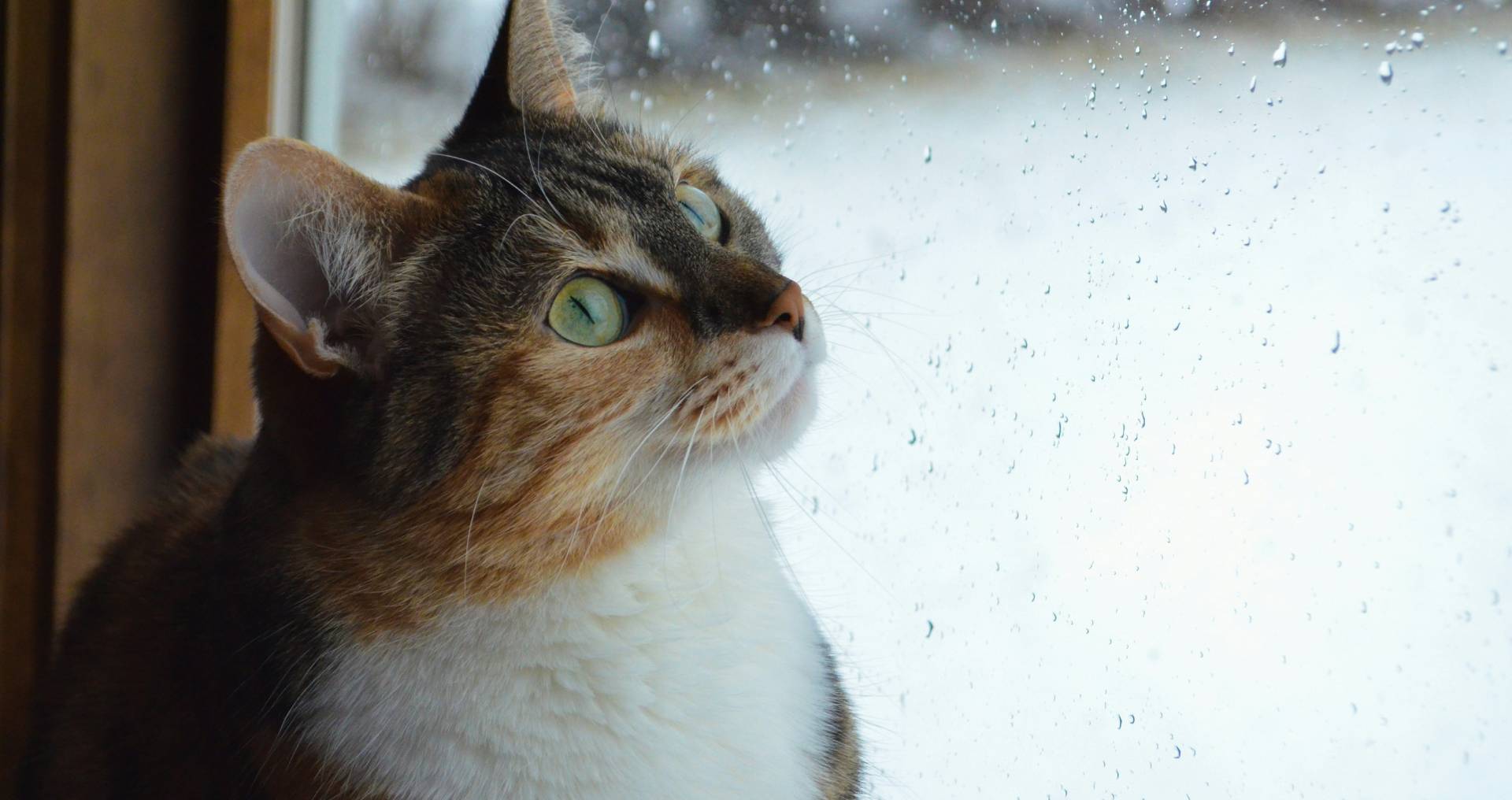 Kat kijkt vanuit huis naar buiten door een raam, passend bij de afweging of een appartement of huis geschikt is vóór de aanschaf van een kat.