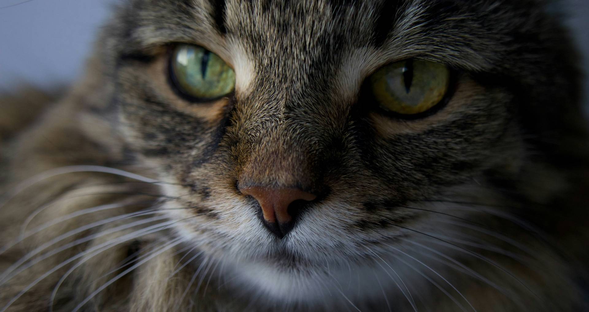 Close-up van een kat met aandachtige blik in natuurlijk licht, passend bij verschillen in karakter en gevoeligheid tussen raskatten.