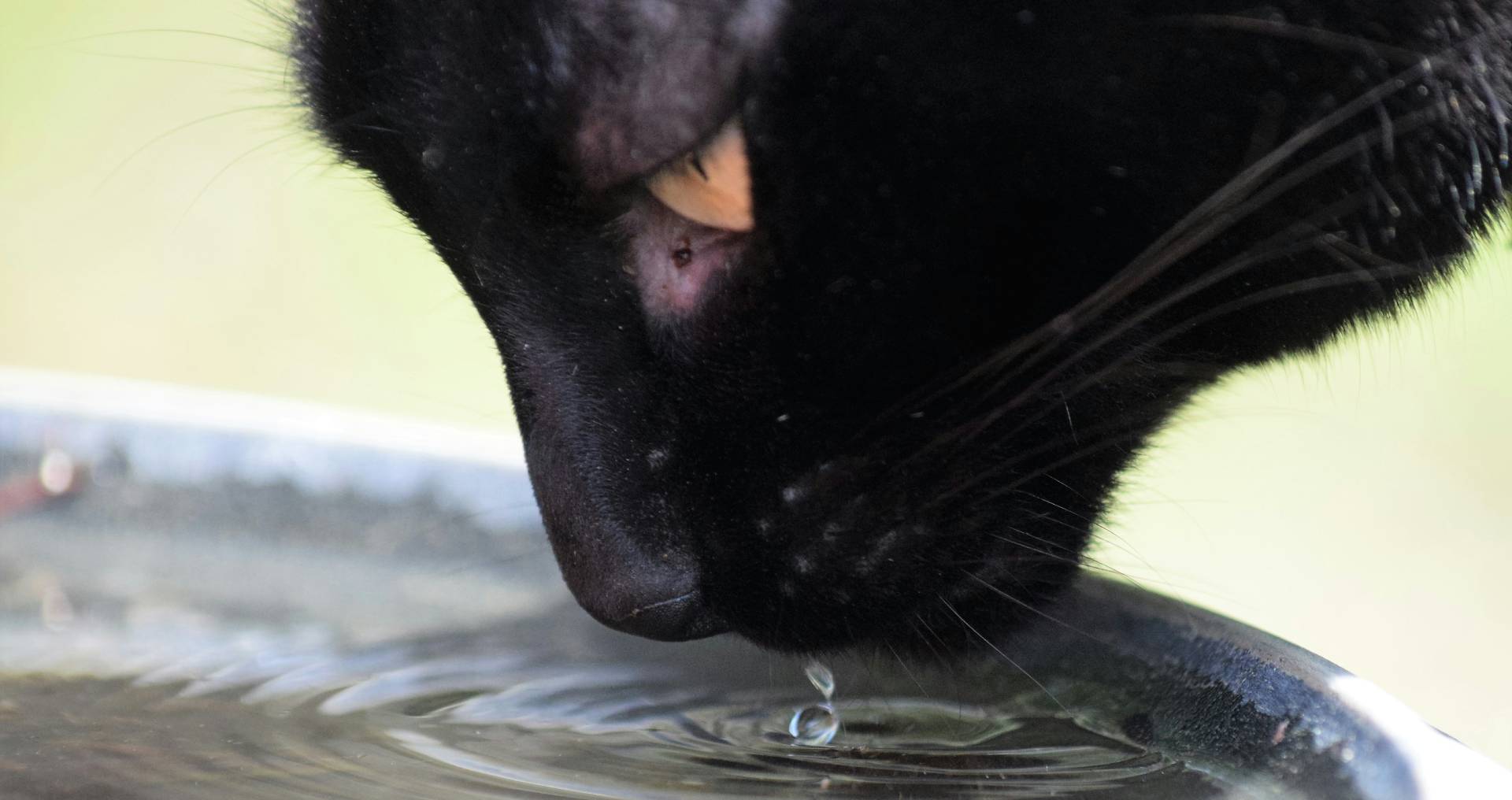 Kat die drinkt uit een drinkfontein met stromend water